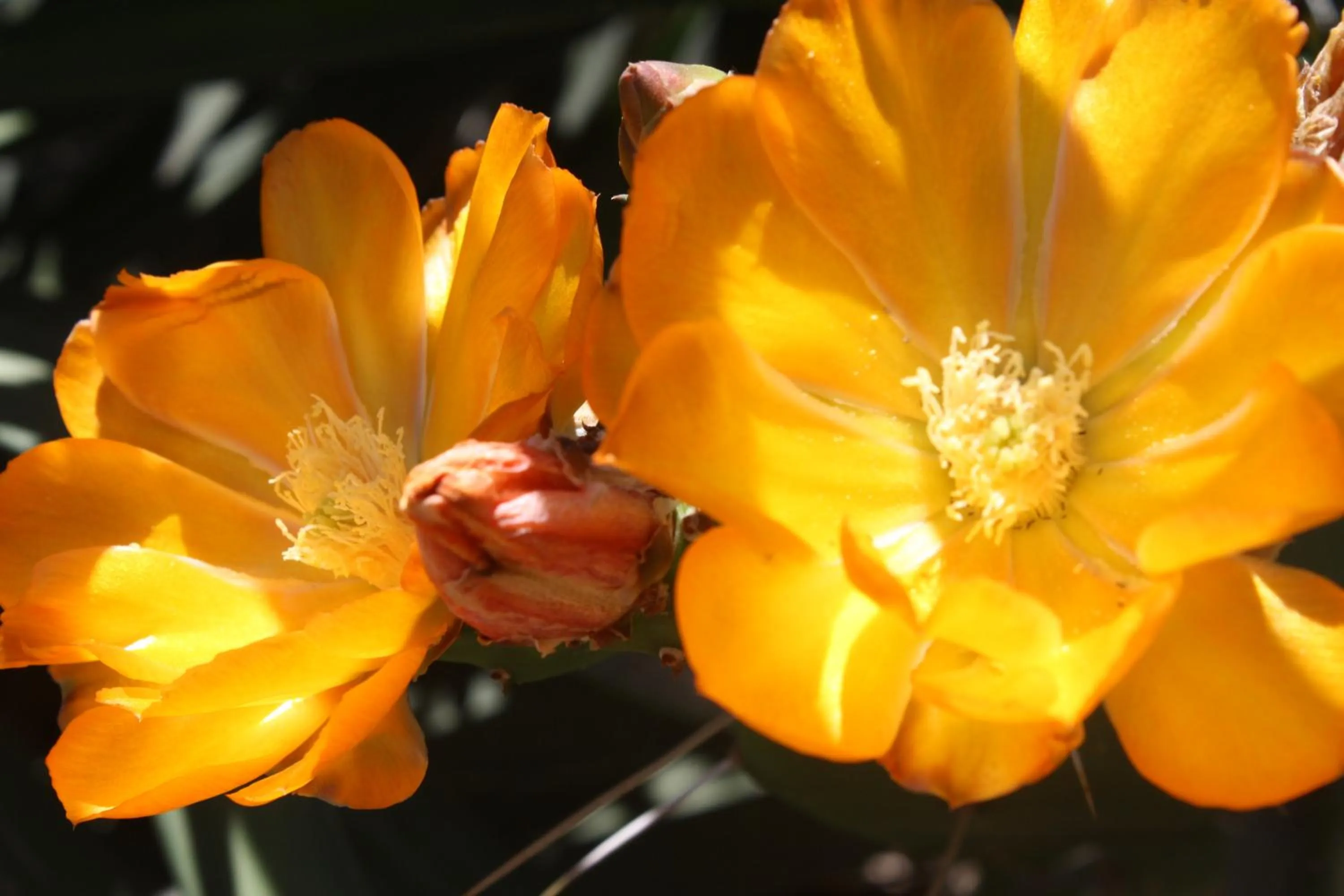 Garden in Bungalows Mexico