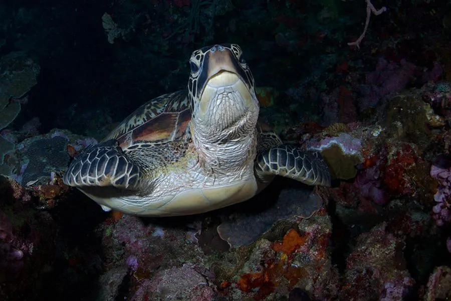 Diving in Guesthouse The 4 Fish