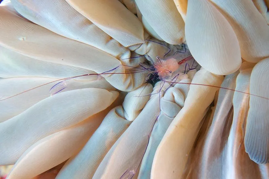 Diving in Guesthouse The 4 Fish