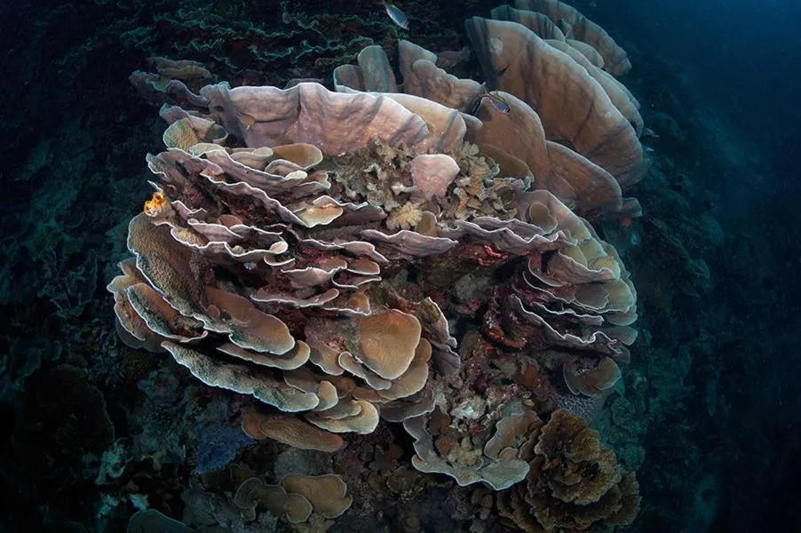 Diving in Guesthouse The 4 Fish