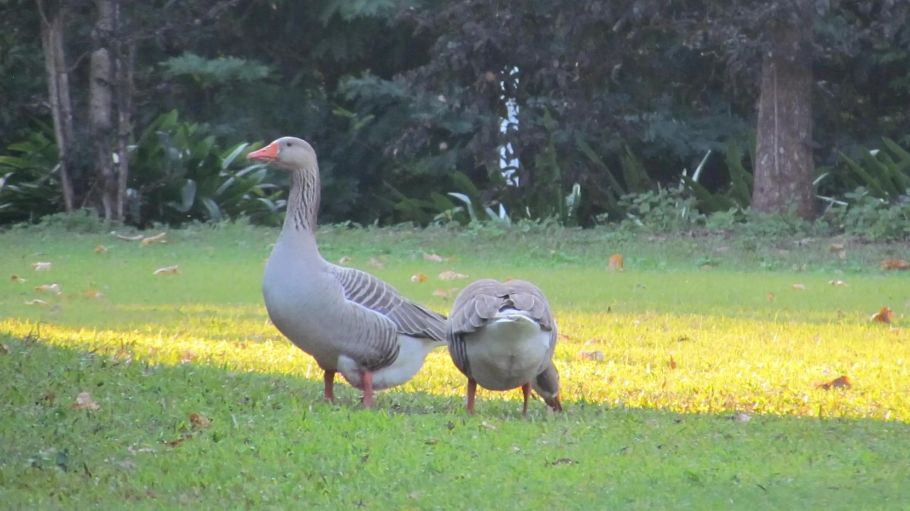 Lake Russell Retreat