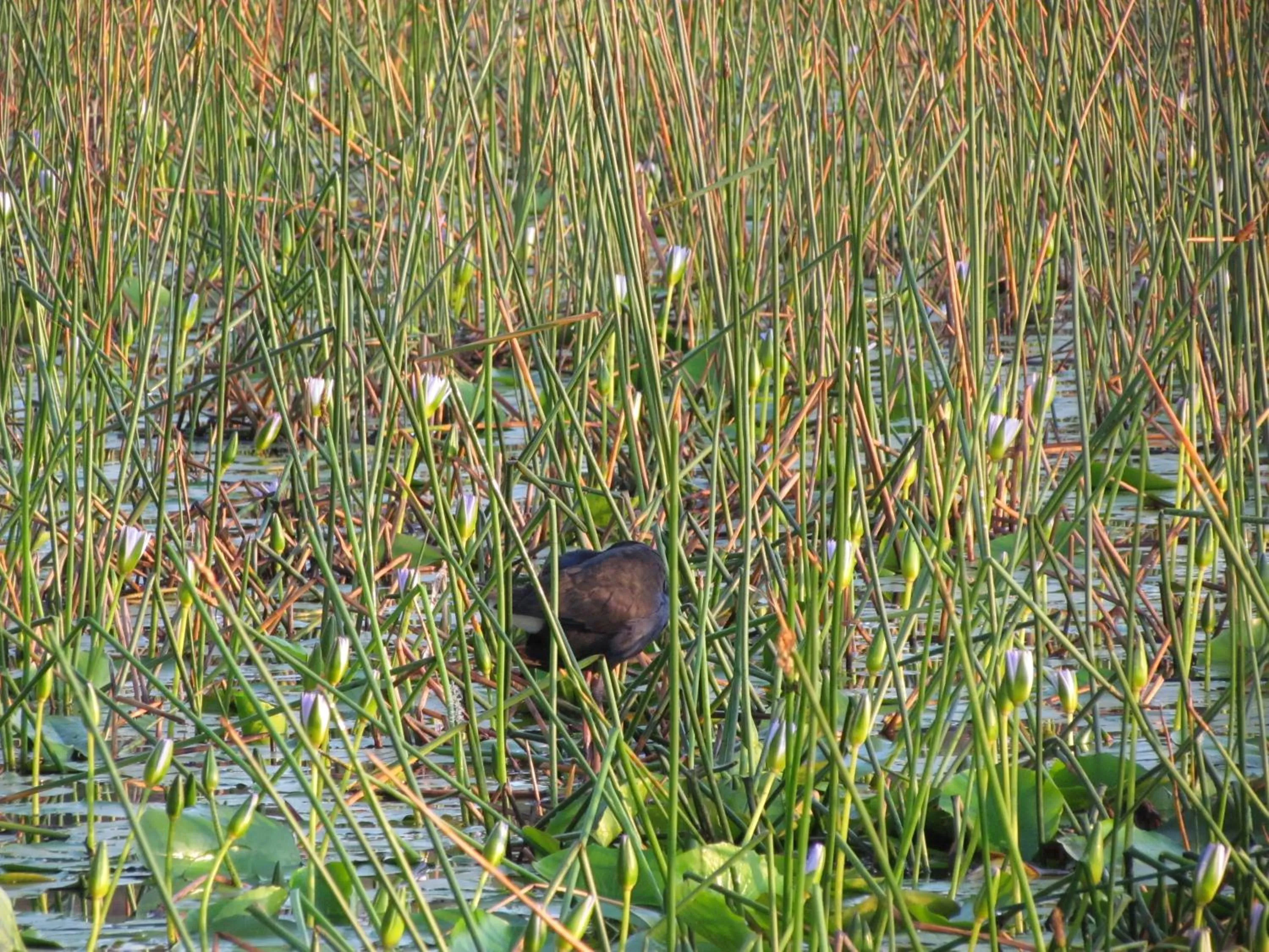 Lake Russell Retreat
