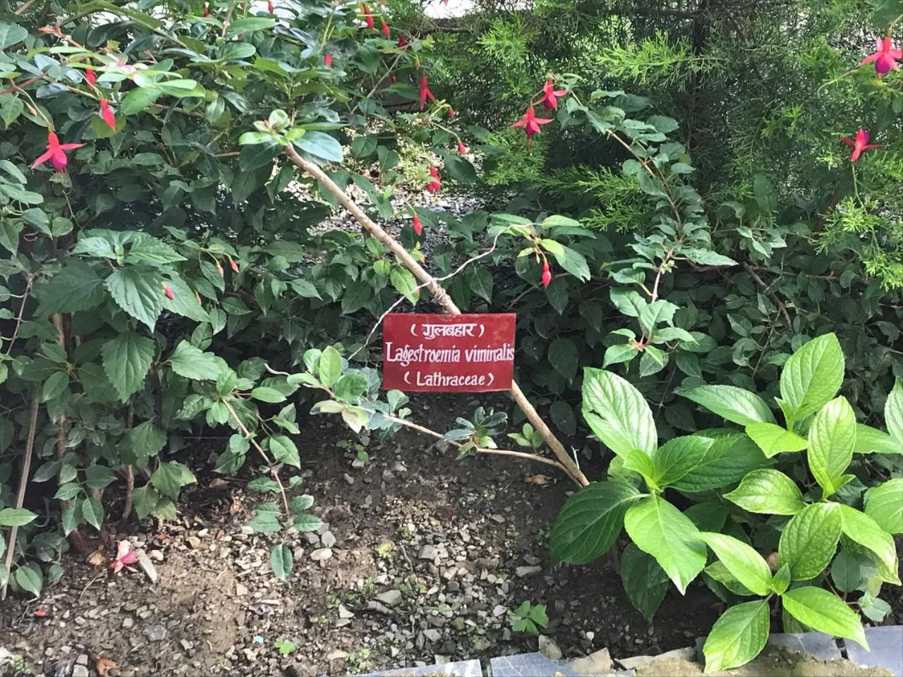 Garden in WelcomHeritage Ashdale