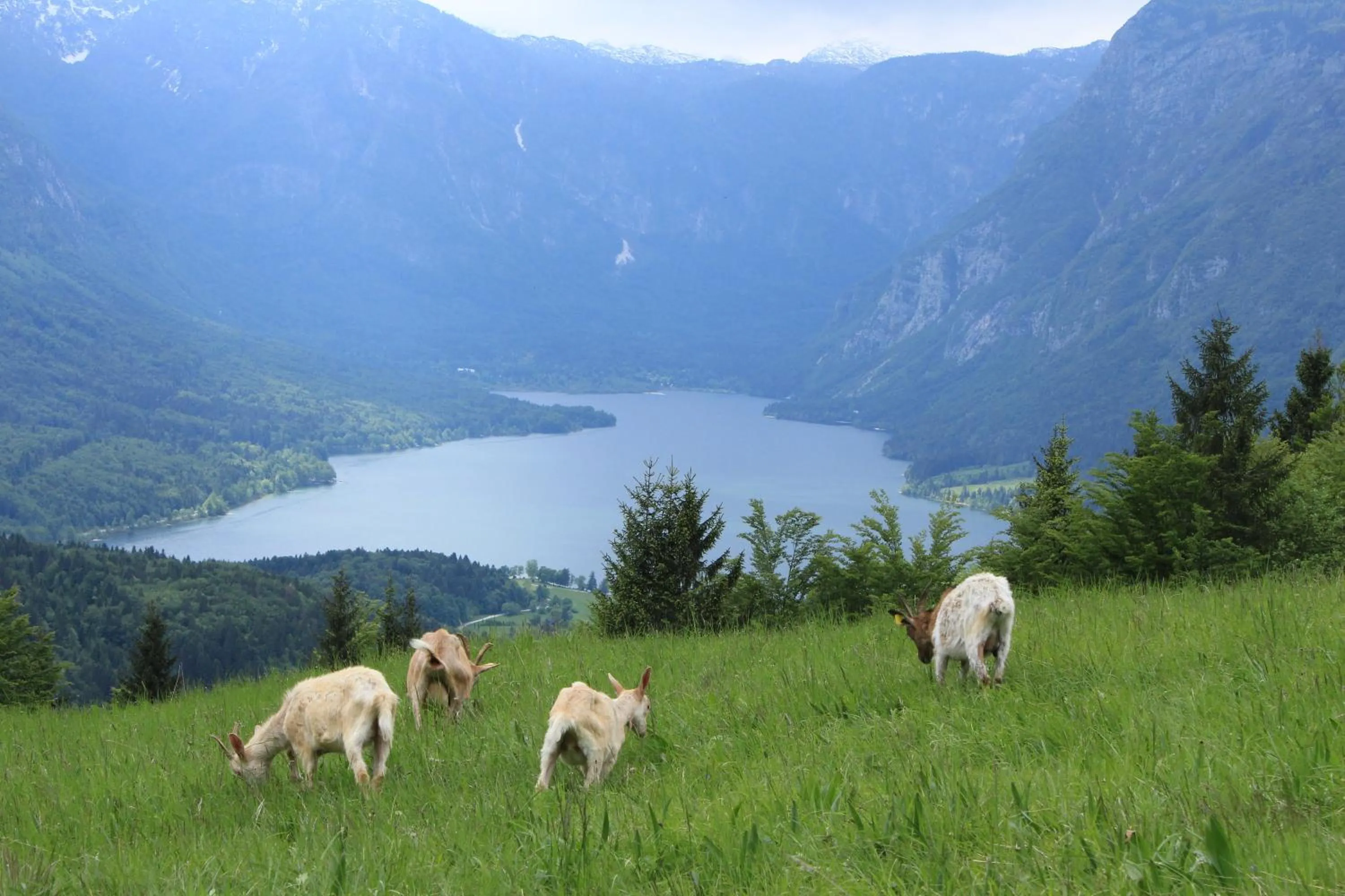 Animals in Apartments & Hostel Bohinj
