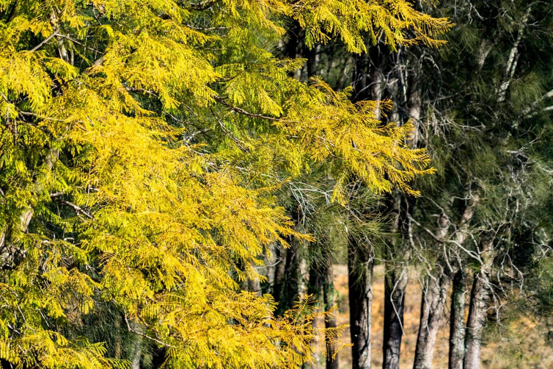 Thistle Hill Guesthouse - walk to many wineries and restaurants