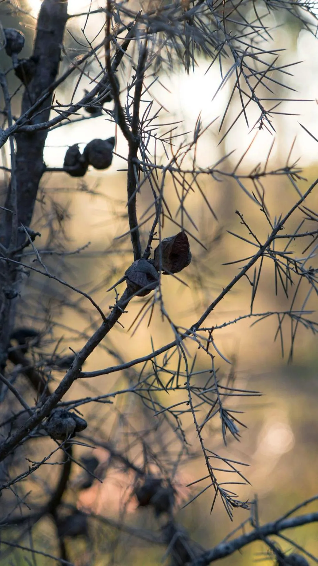 Thistle Hill Guesthouse - walk to many wineries and restaurants