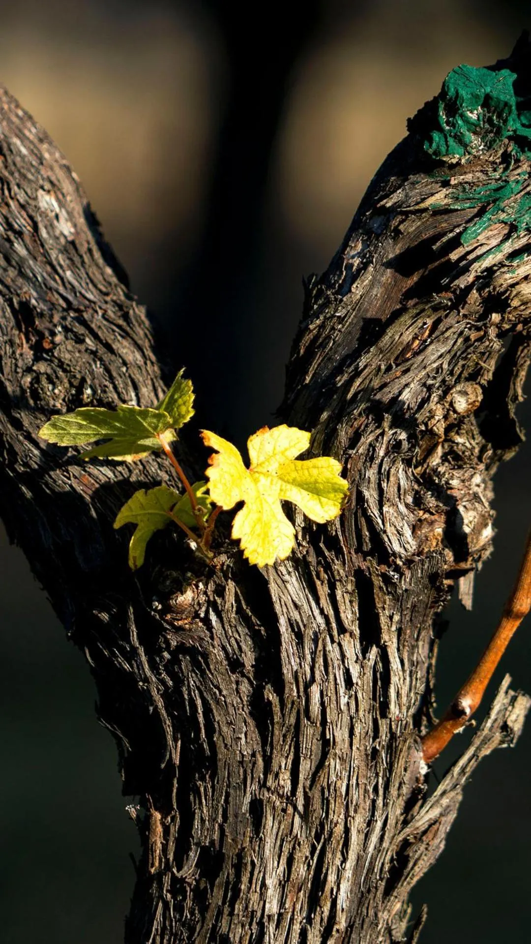 Thistle Hill Guesthouse - walk to many wineries and restaurants