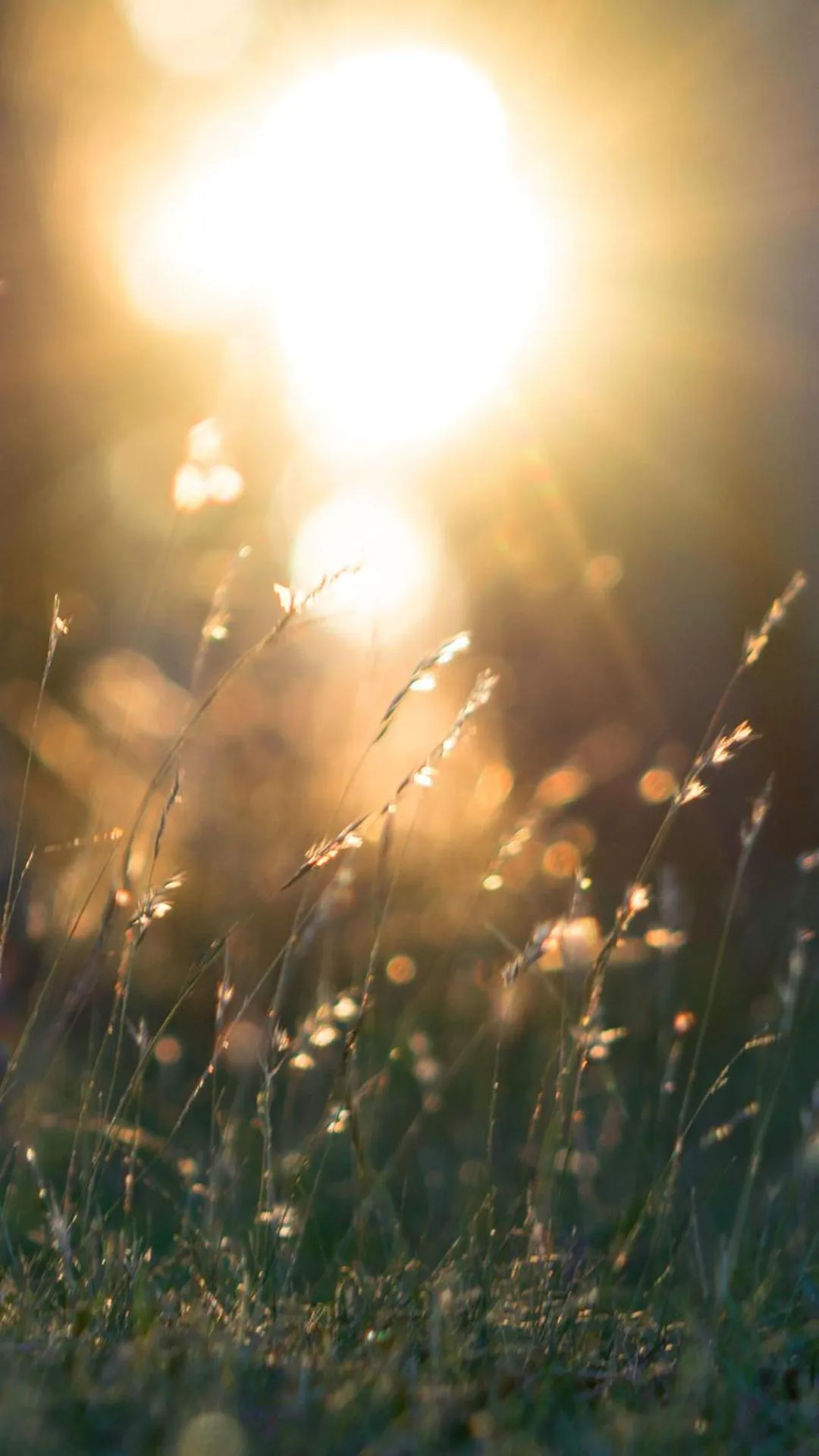 Natural landscape in Thistle Hill Guesthouse - walk to many wineries and restaurants