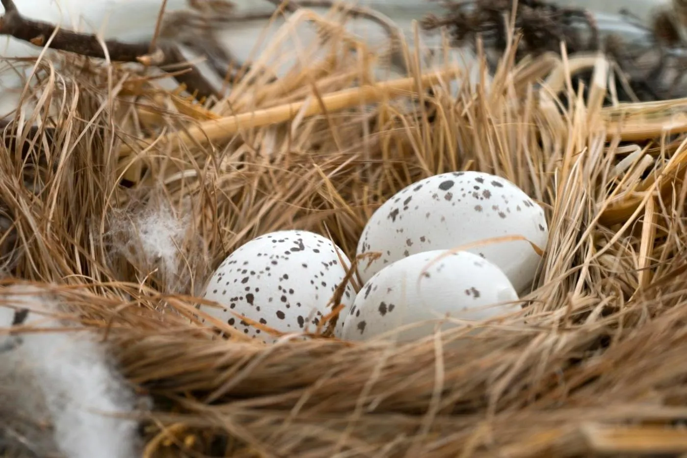 Thistle Hill Guesthouse - walk to many wineries and restaurants