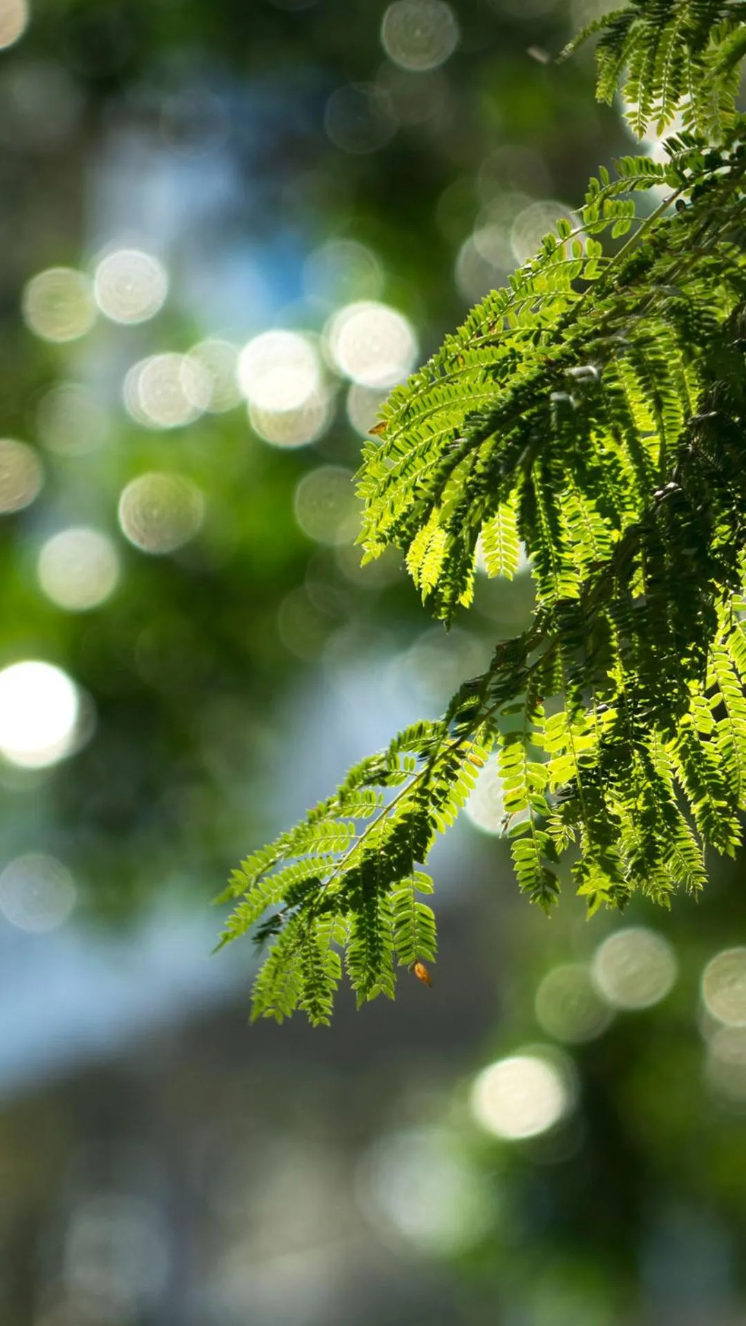 Thistle Hill Guesthouse - walk to many wineries and restaurants