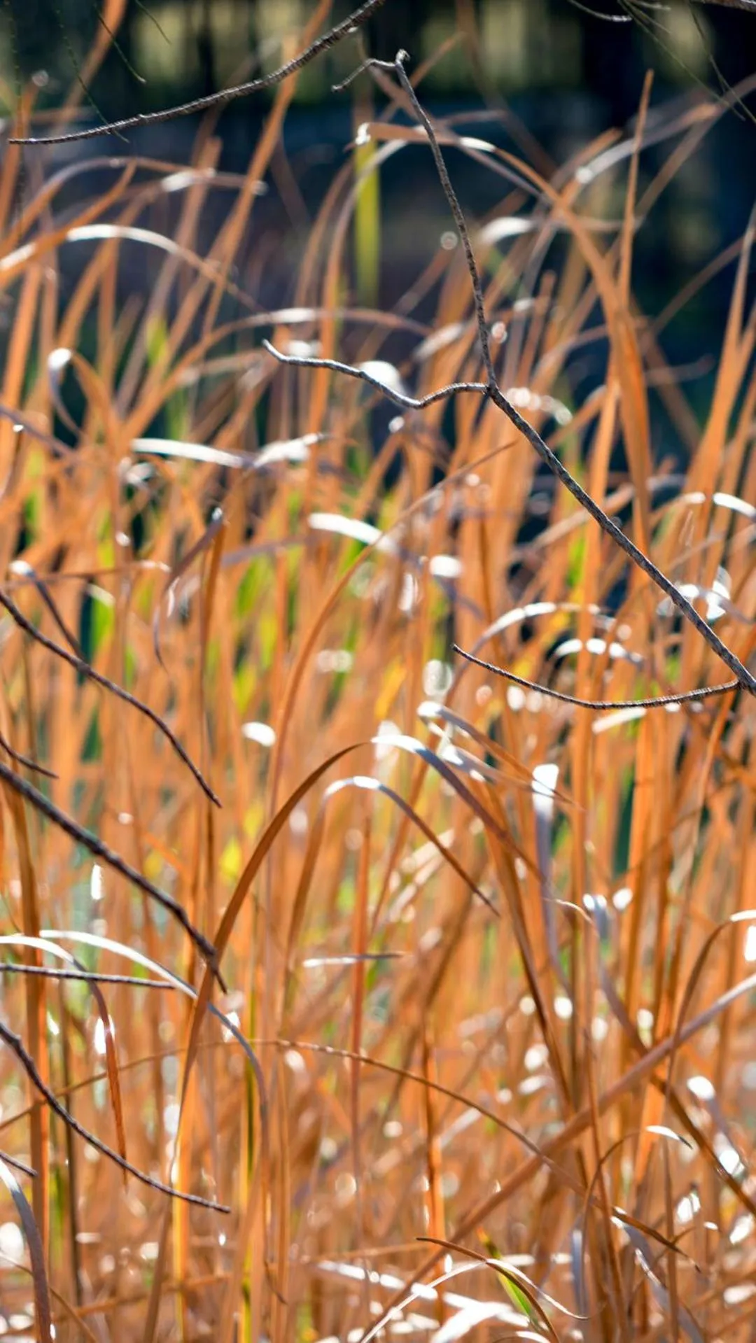 Thistle Hill Guesthouse - walk to many wineries and restaurants