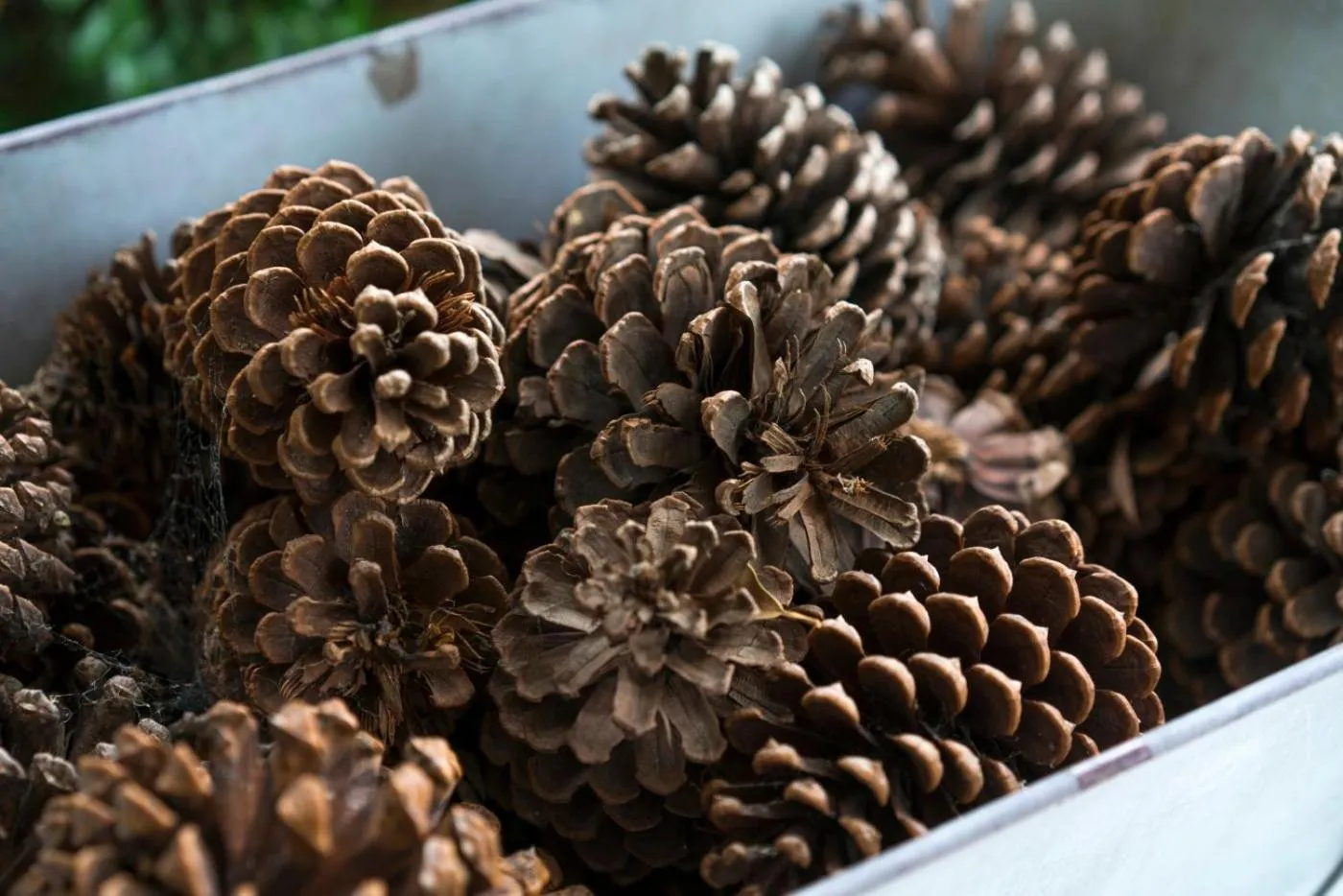 Thistle Hill Guesthouse - walk to many wineries and restaurants