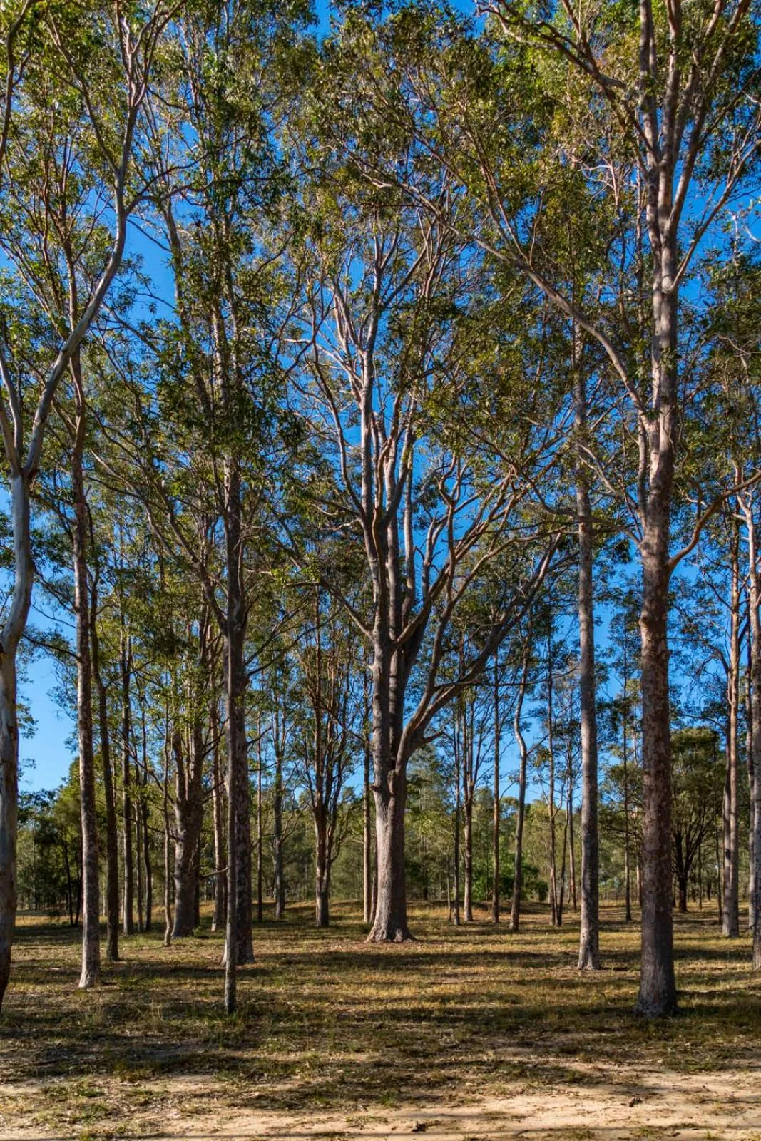 Thistle Hill Guesthouse - walk to many wineries and restaurants