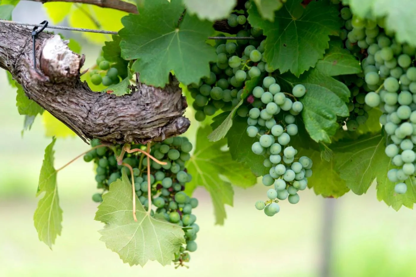 Thistle Hill Guesthouse - walk to many wineries and restaurants