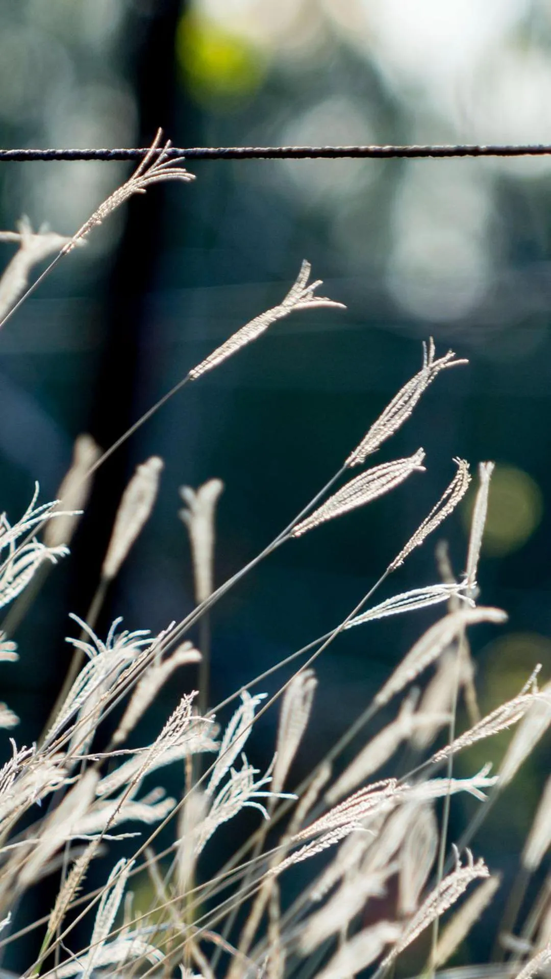 Thistle Hill Guesthouse - walk to many wineries and restaurants