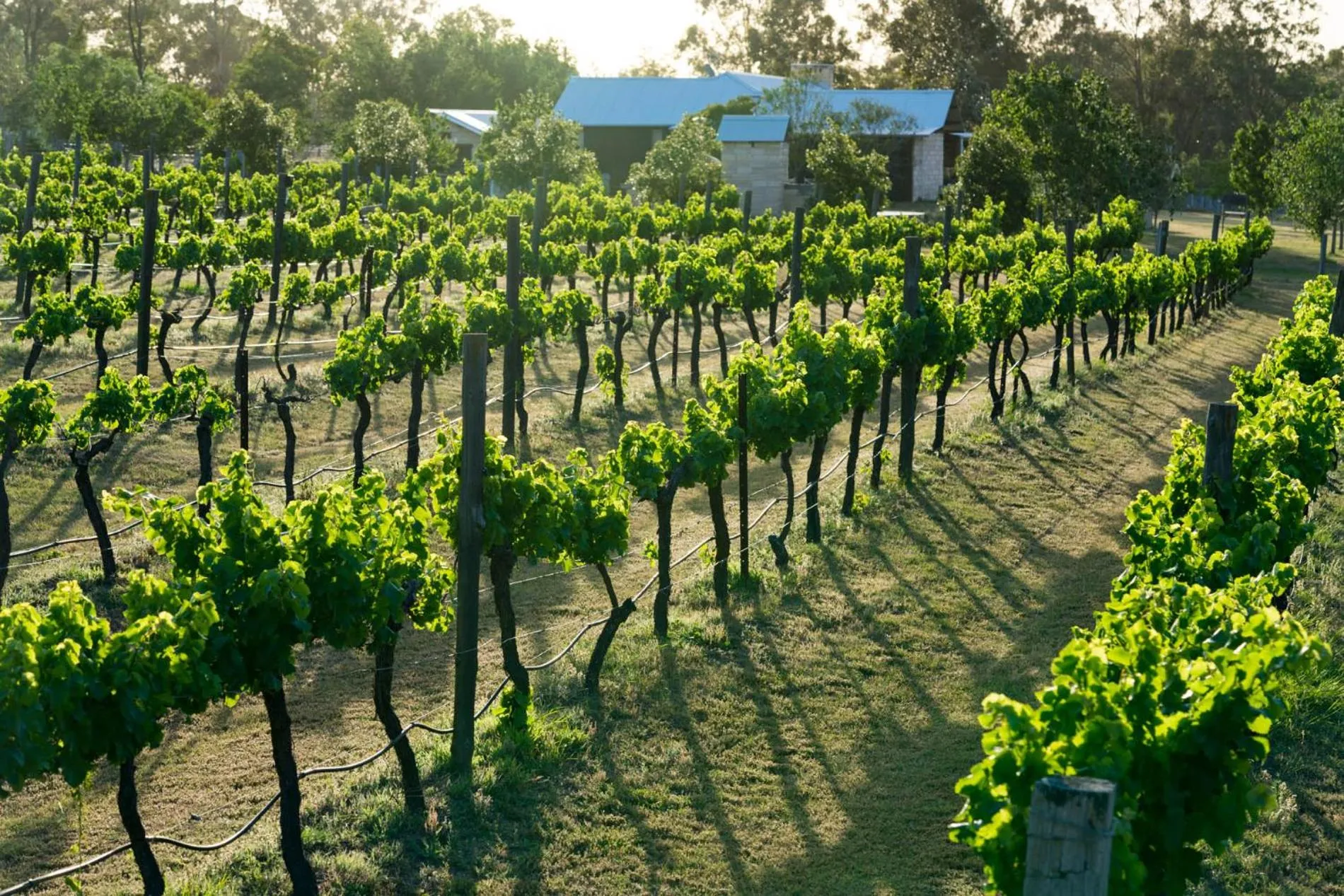 View (from property/room) in Thistle Hill Guesthouse - walk to many wineries and restaurants