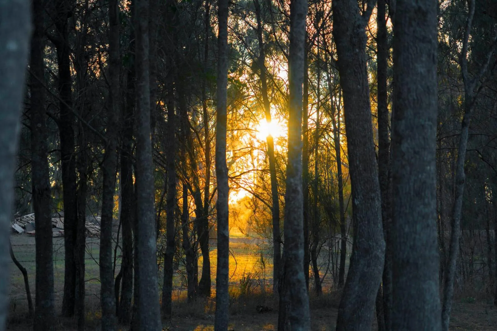 Natural landscape in Thistle Hill Guesthouse - walk to many wineries and restaurants