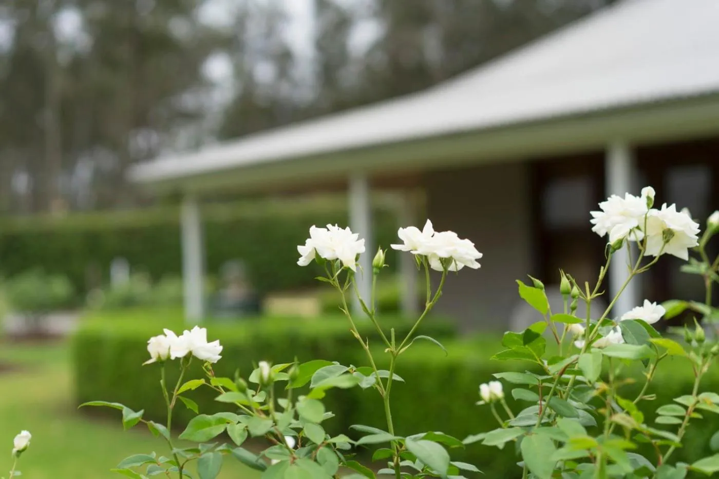 Thistle Hill Guesthouse - walk to many wineries and restaurants