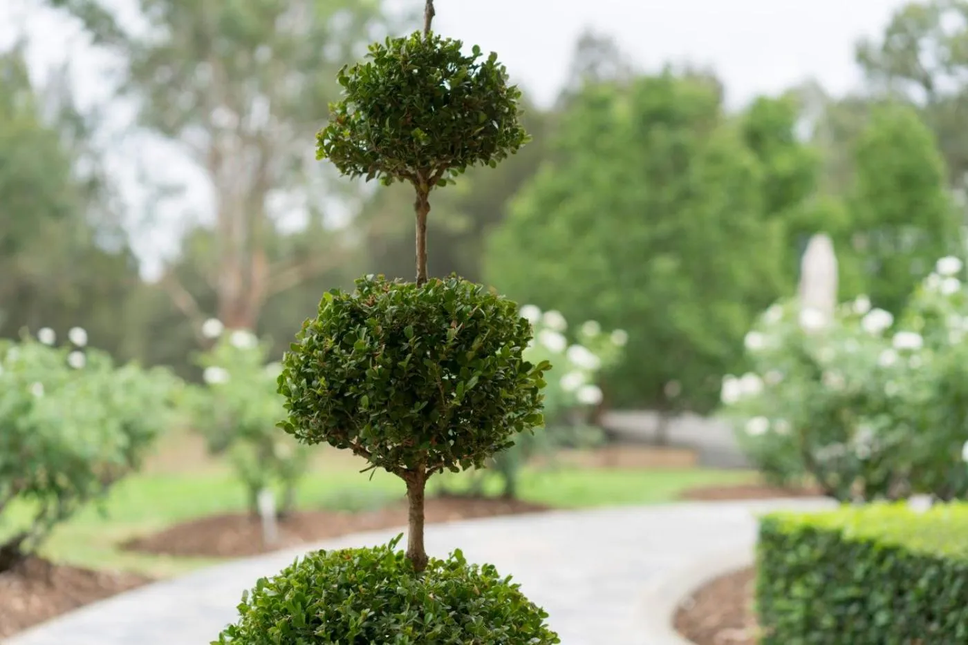Garden view in Thistle Hill Guesthouse - walk to many wineries and restaurants
