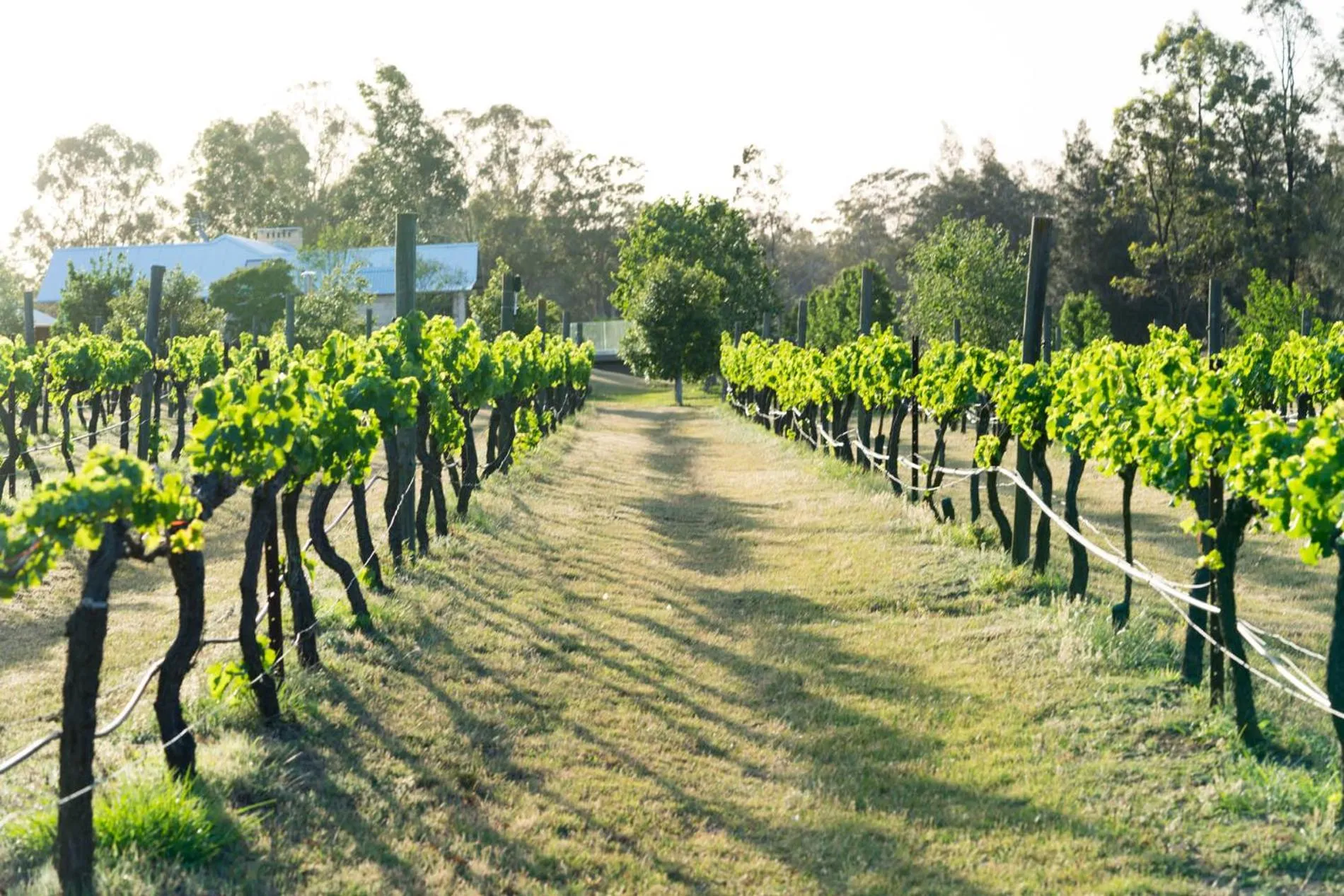 Natural landscape in Thistle Hill Guesthouse - walk to many wineries and restaurants