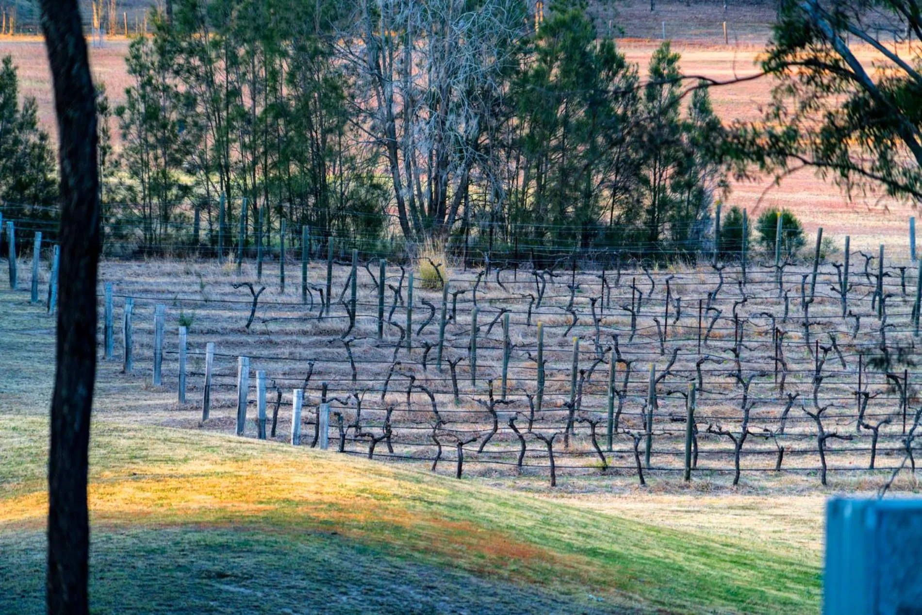 Thistle Hill Guesthouse - walk to many wineries and restaurants