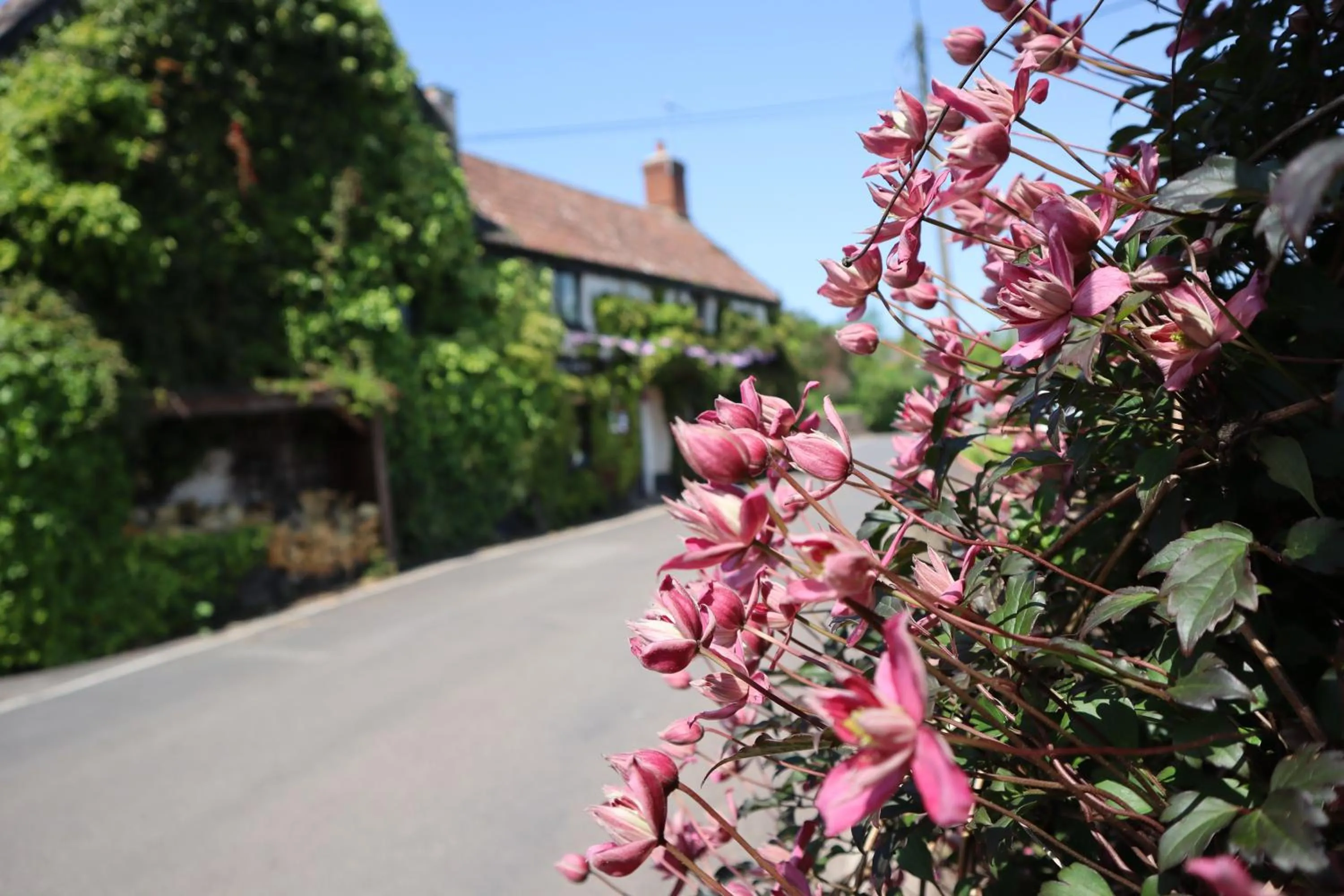 Garden in The White Horse Inn