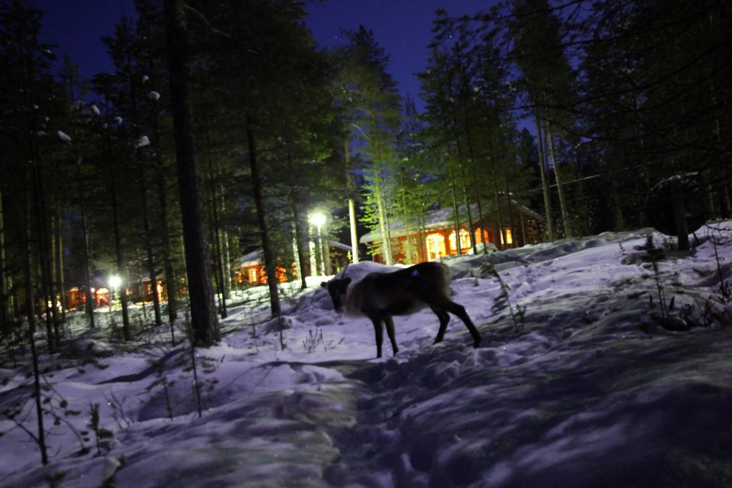 Animals in Ukonjärven Holiday Village