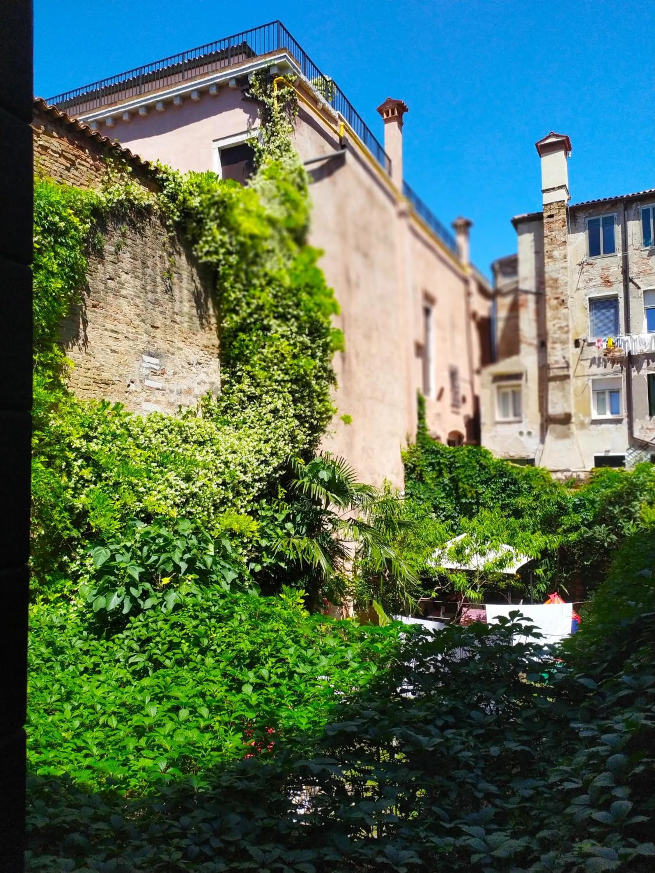 Garden in B&B Venice 1964