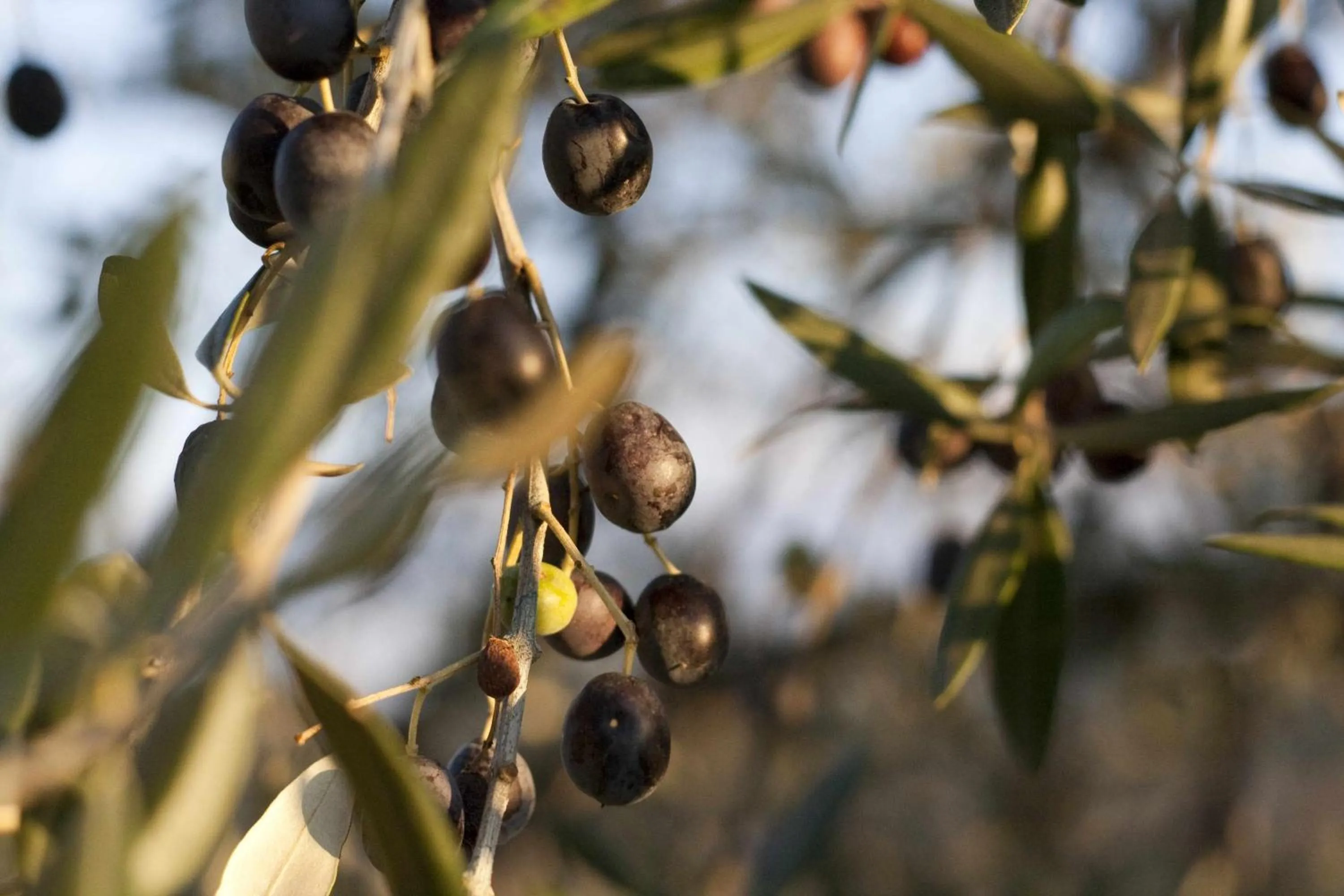 Other in Podere Vigliano