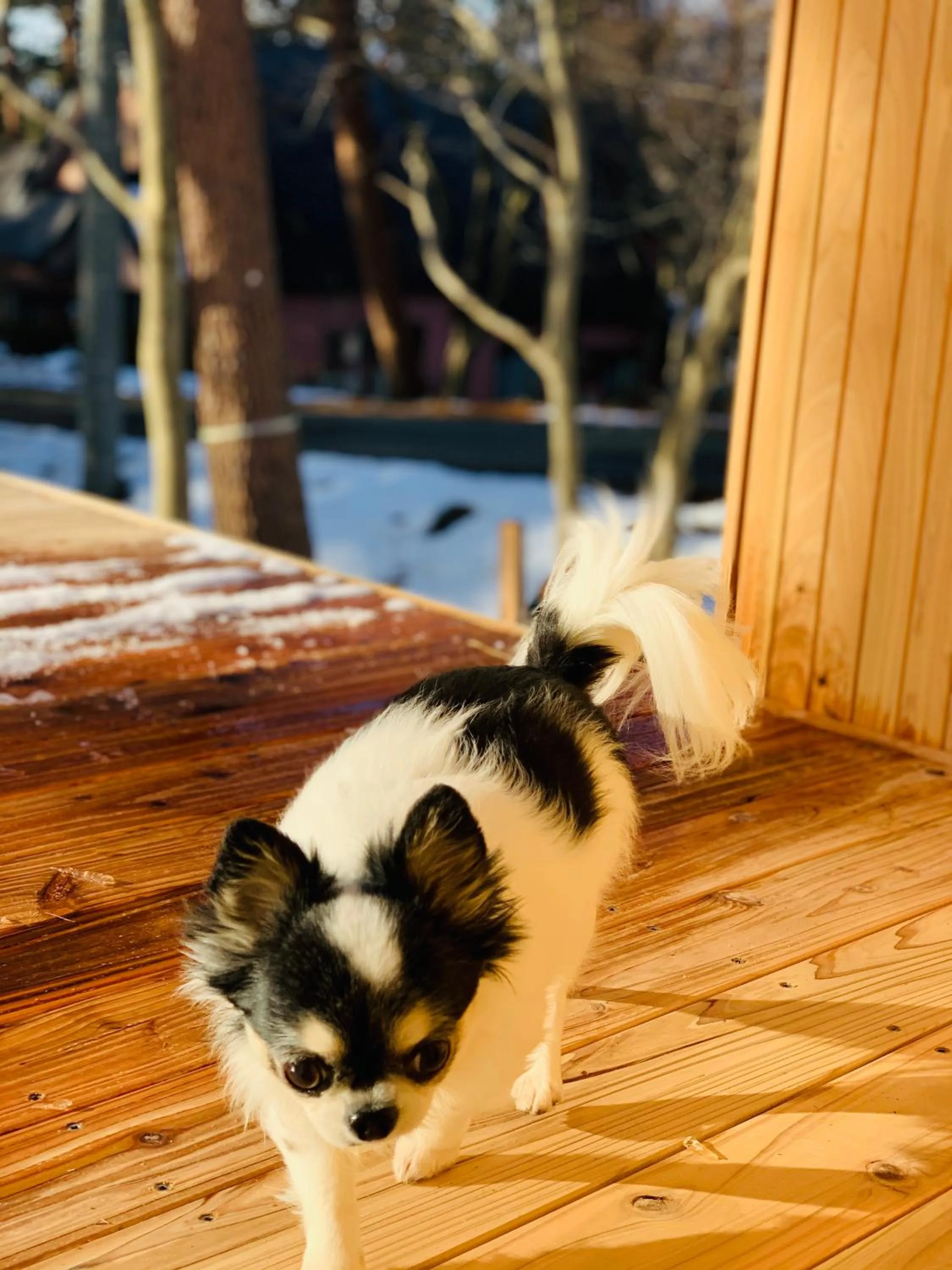 Pets in Nasu Highland Park Official Hotel Towa Pure Cottages