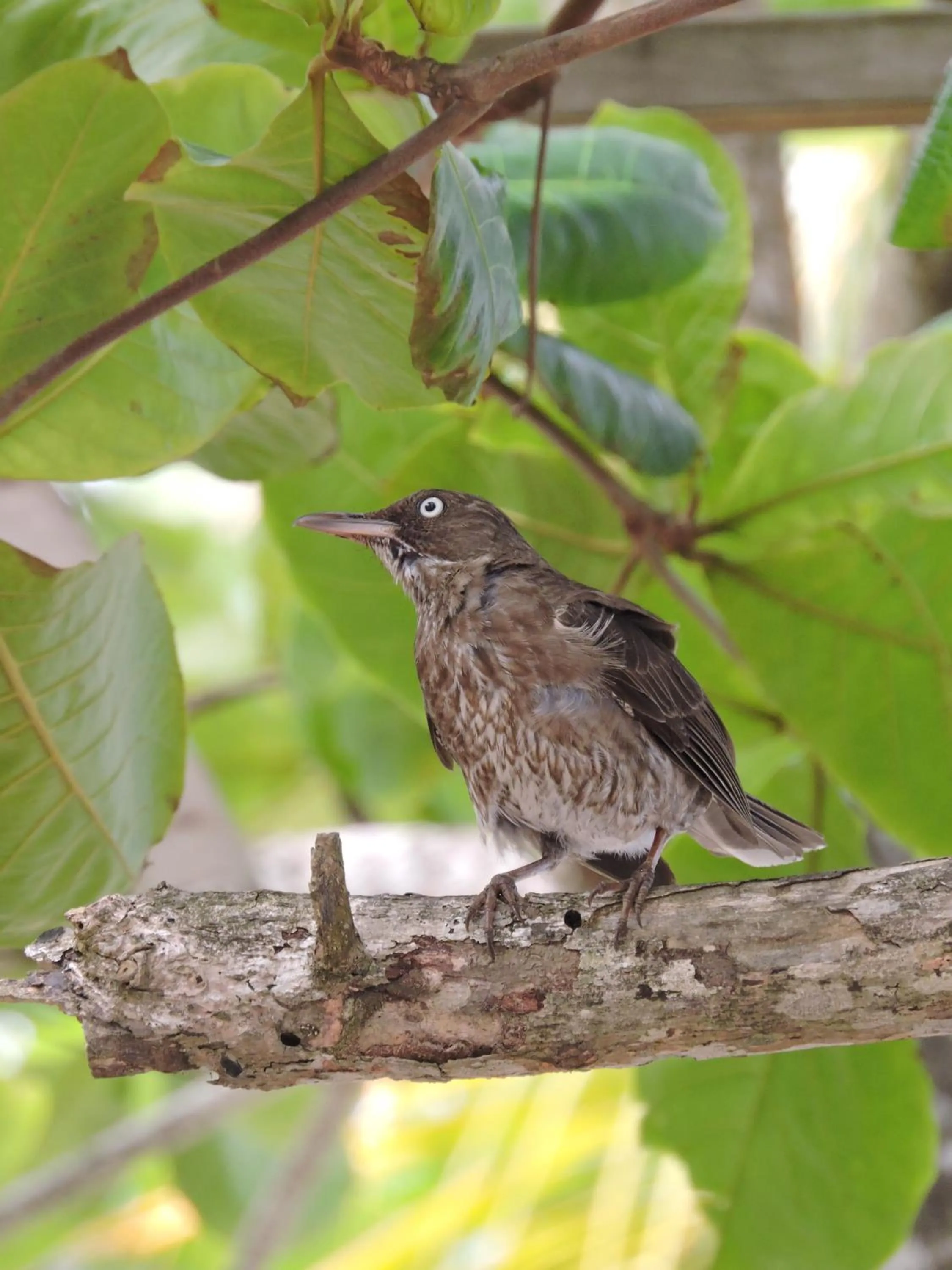 Property building in Hibiscus Valley Inn