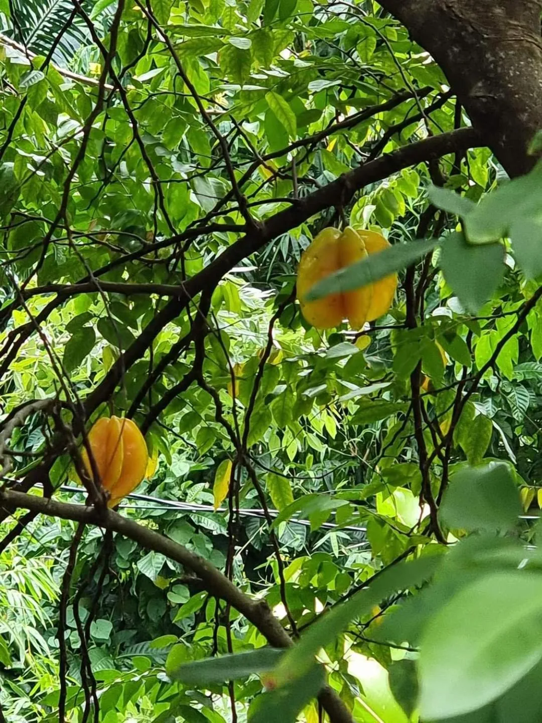 Garden in Hibiscus Valley Inn