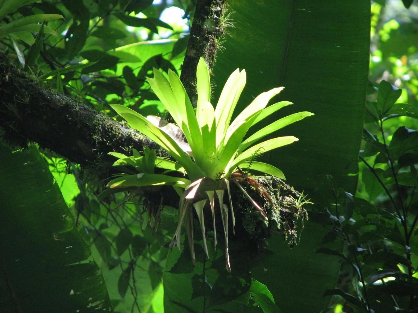 On site in Hibiscus Valley Inn