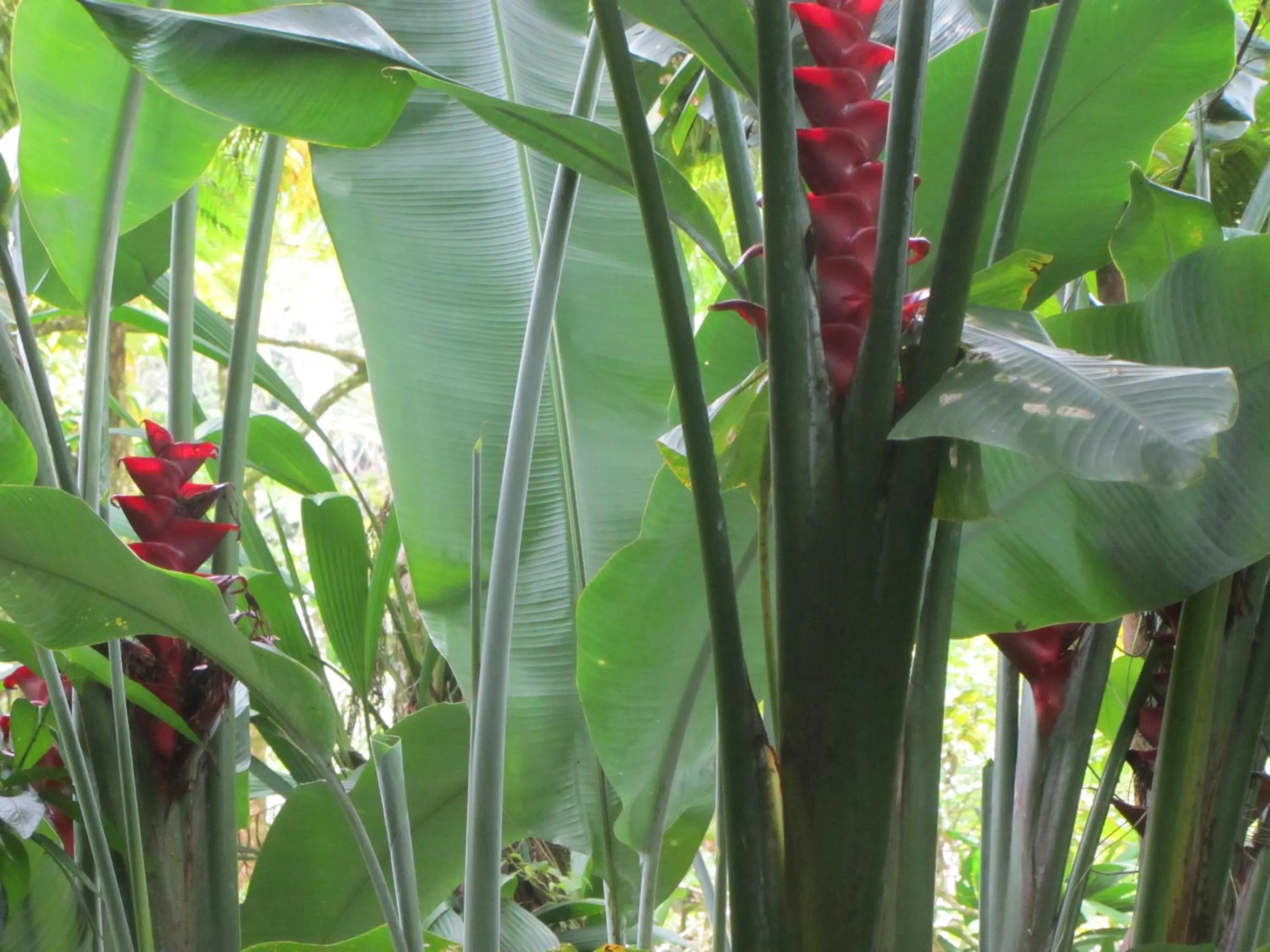 On site in Hibiscus Valley Inn