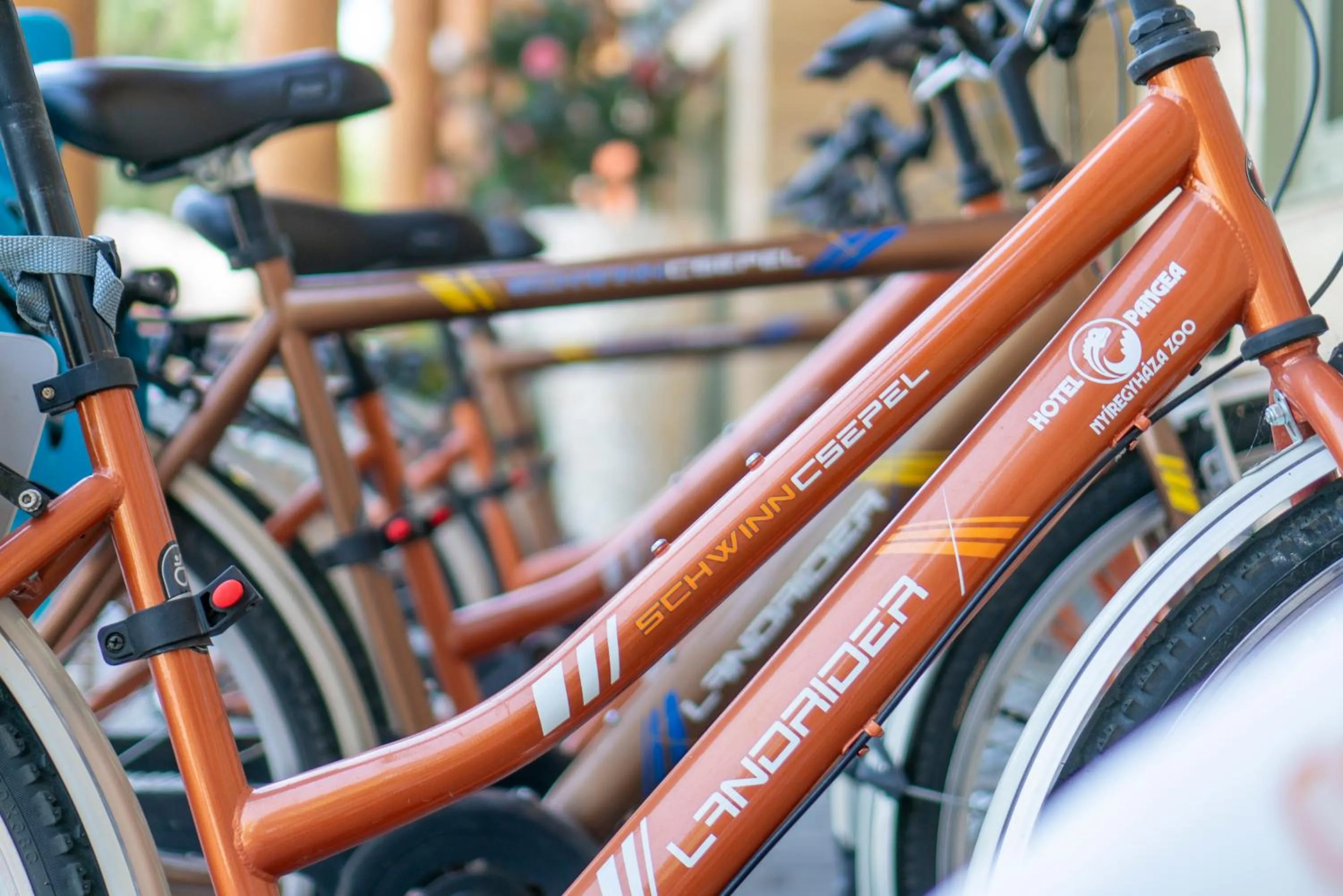 Cycling in Pangea Hotel