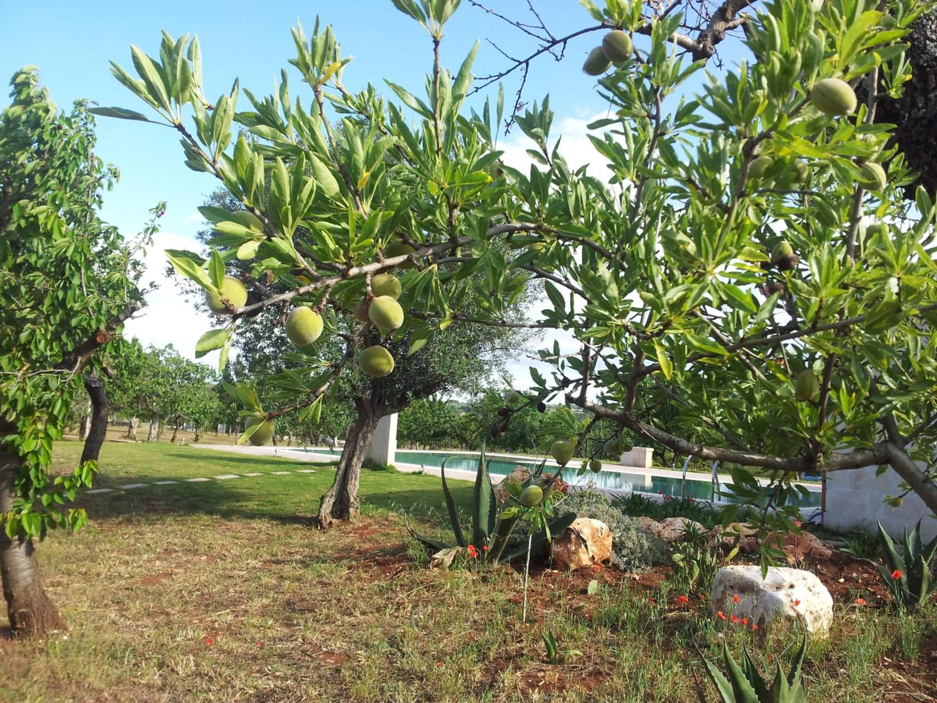 Garden in Fontana Vecchia B&B