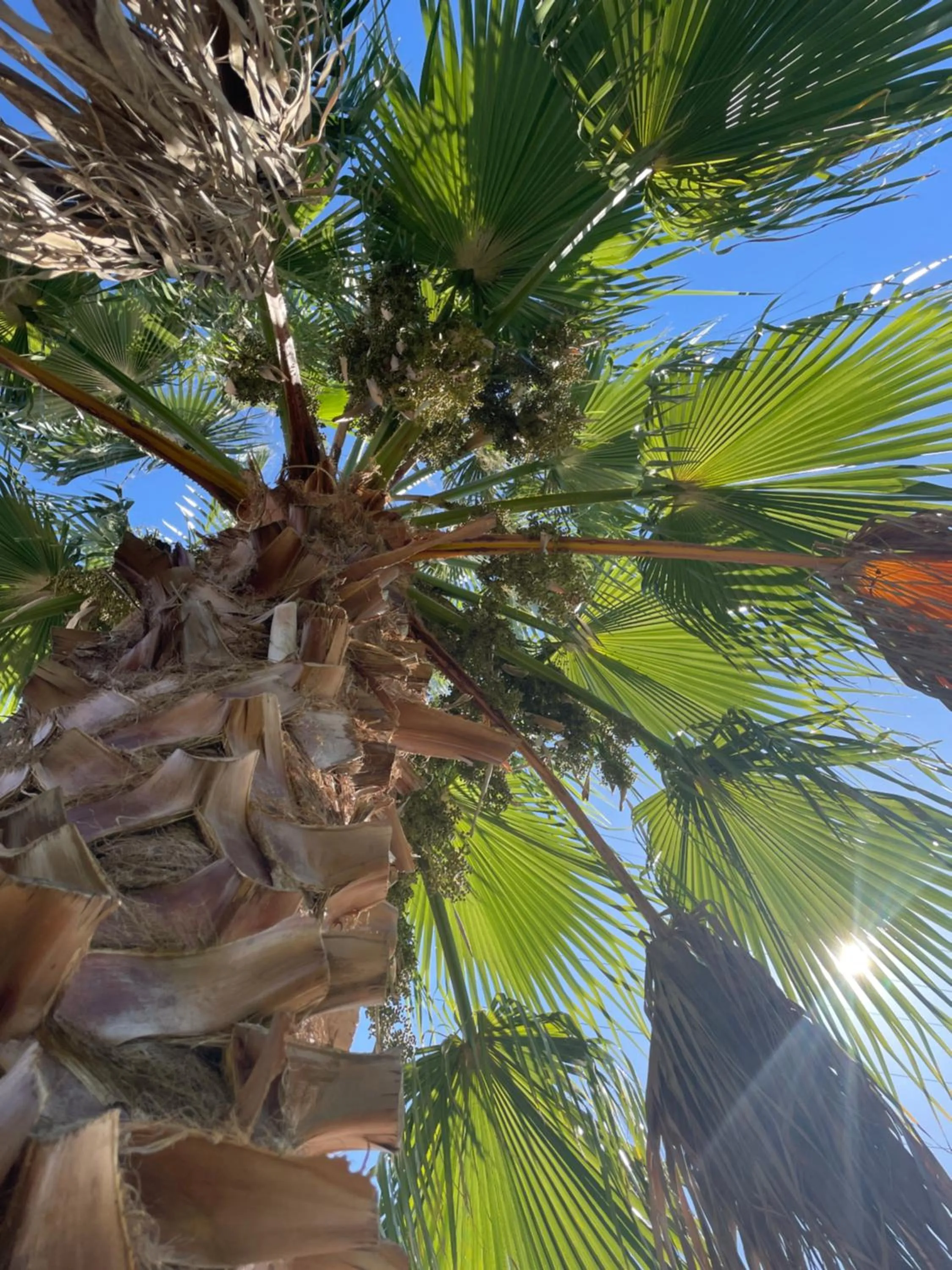 Garden in Hôtel Villa Sophia - ADULTS ONLY JULY AND AUGUST