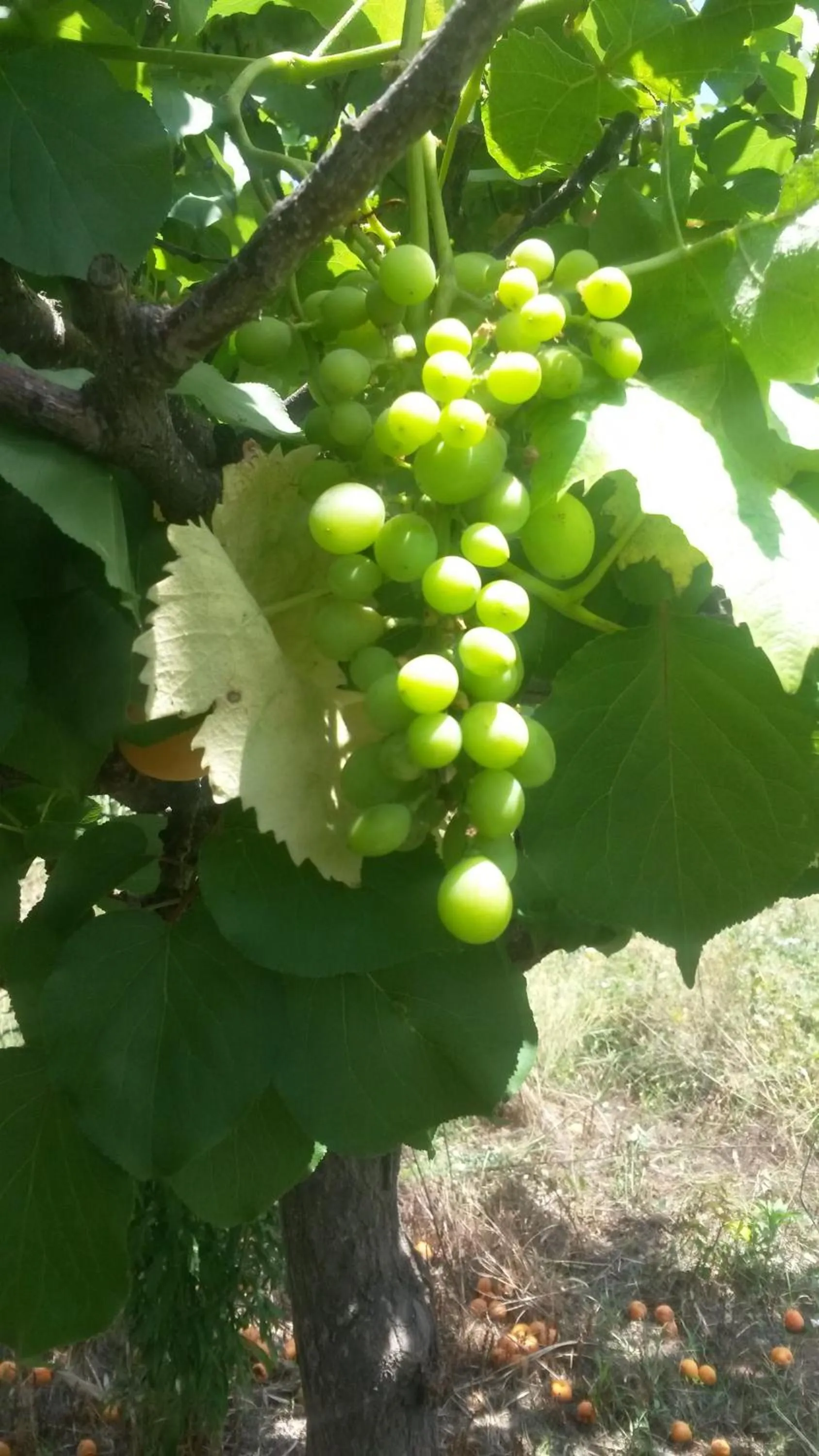 Food close-up in Hotel Costa Citara
