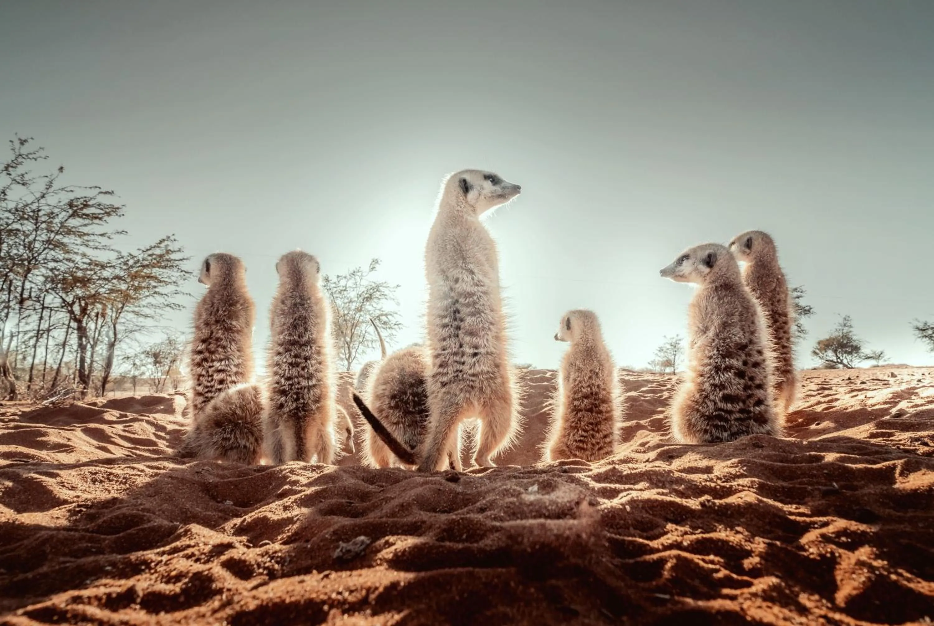 Bagatelle Kalahari Game Ranch