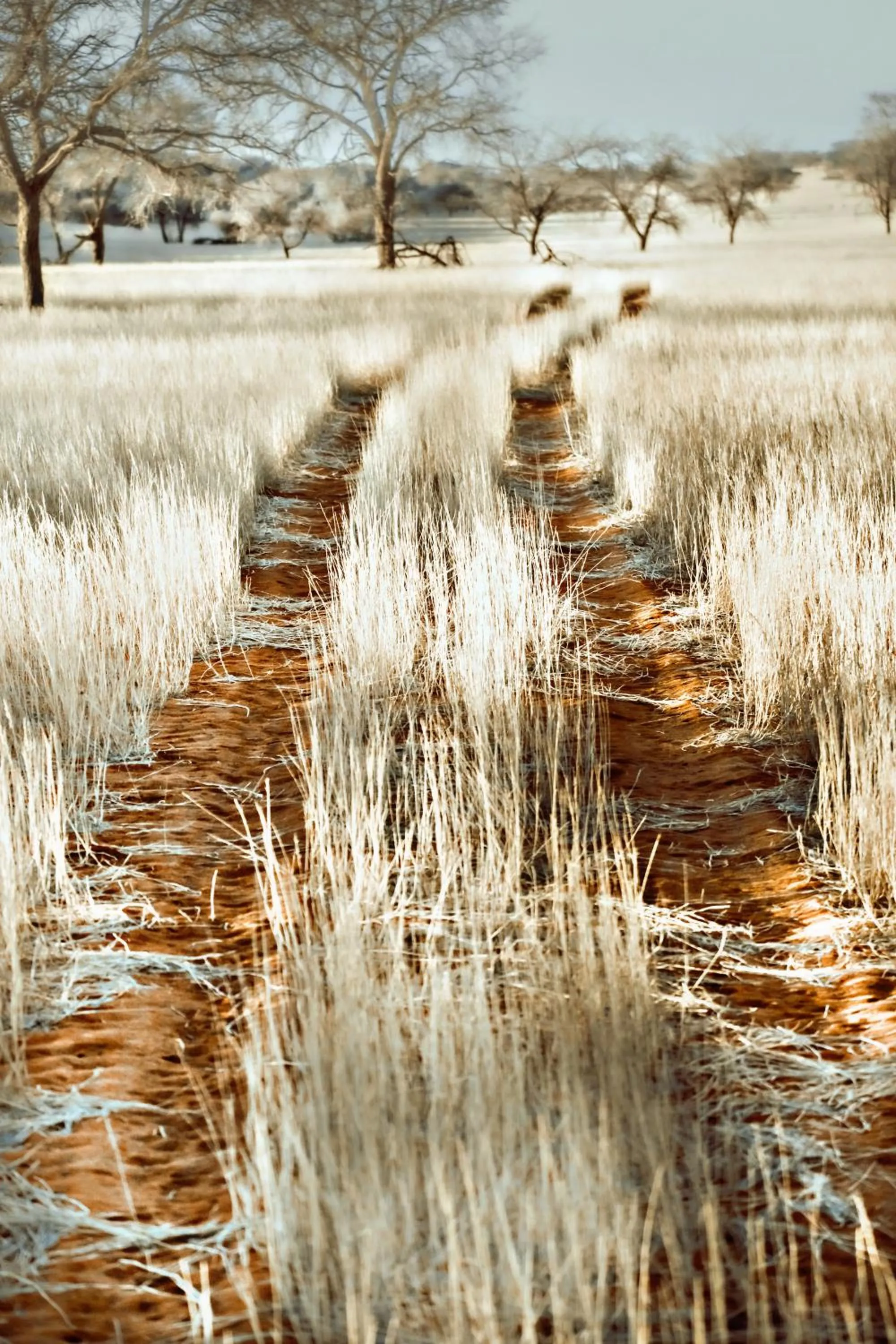 Bagatelle Kalahari Game Ranch