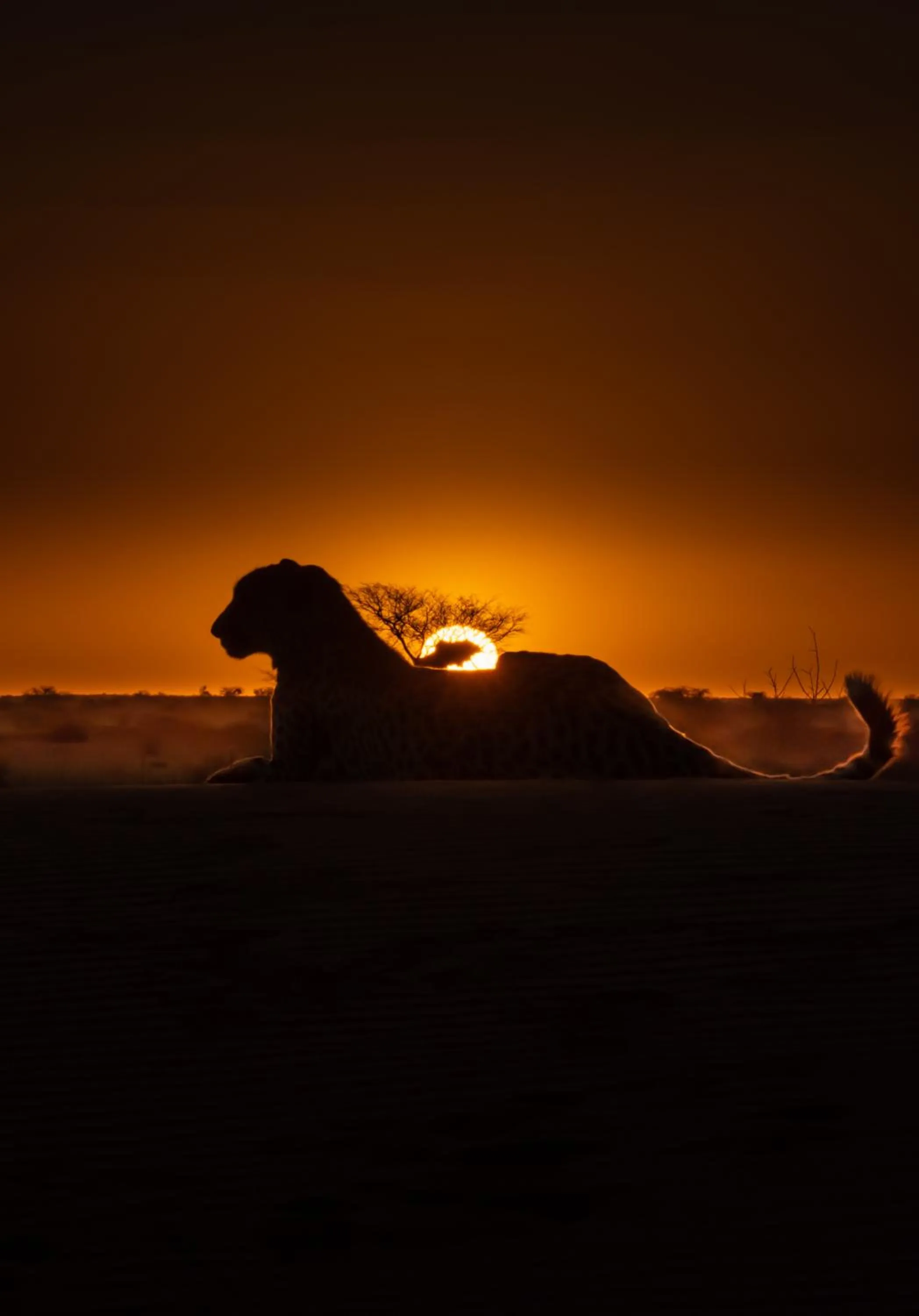 Bagatelle Kalahari Game Ranch