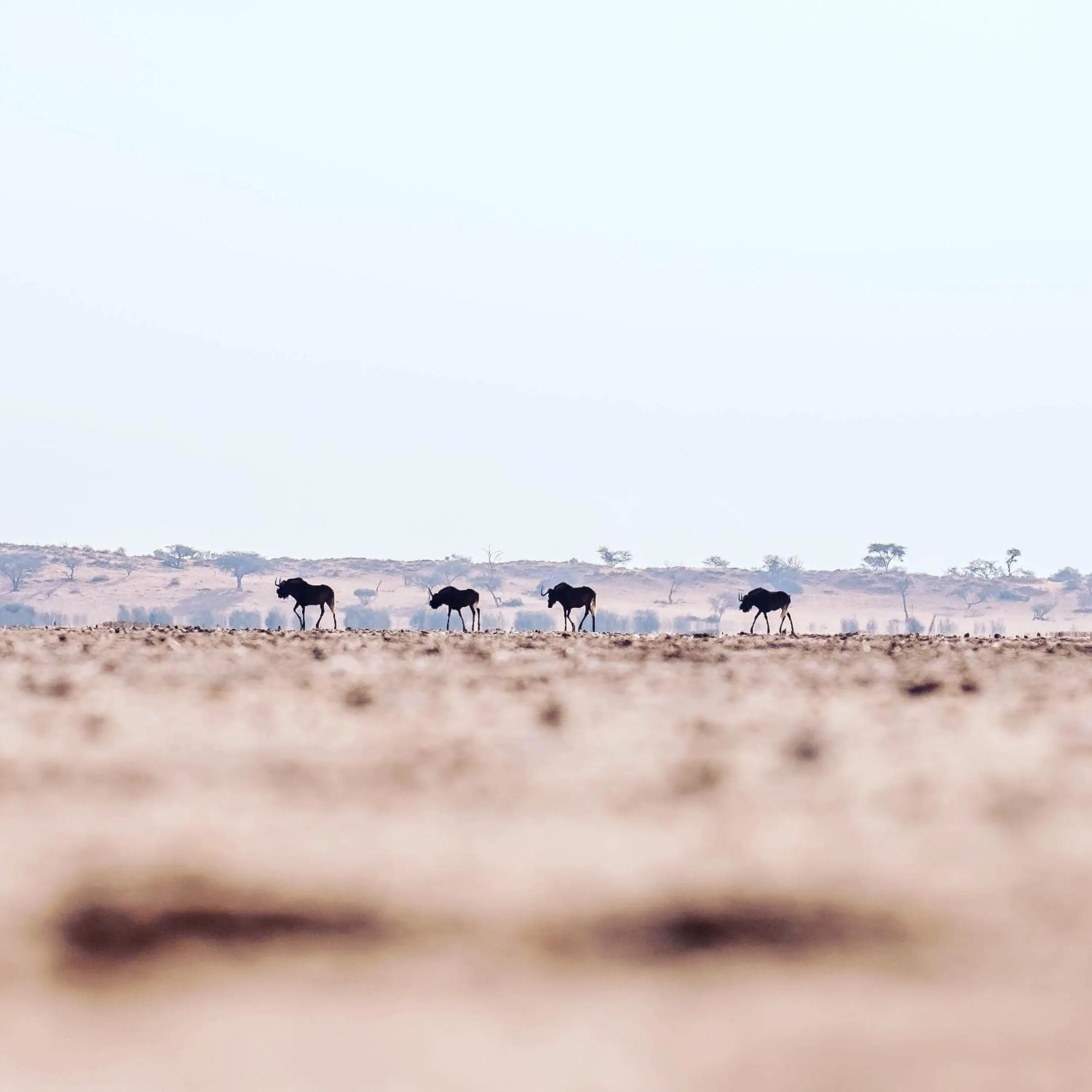 Natural landscape in Bagatelle Kalahari Game Ranch