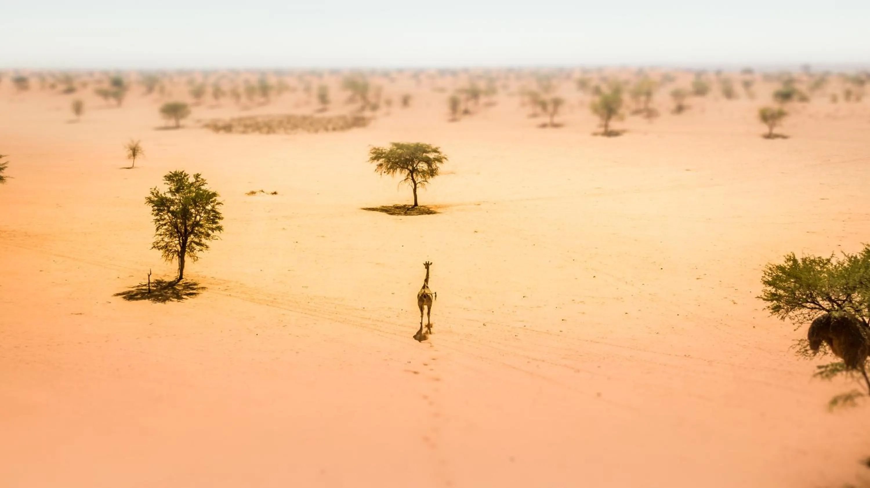 Animals in Bagatelle Kalahari Game Ranch