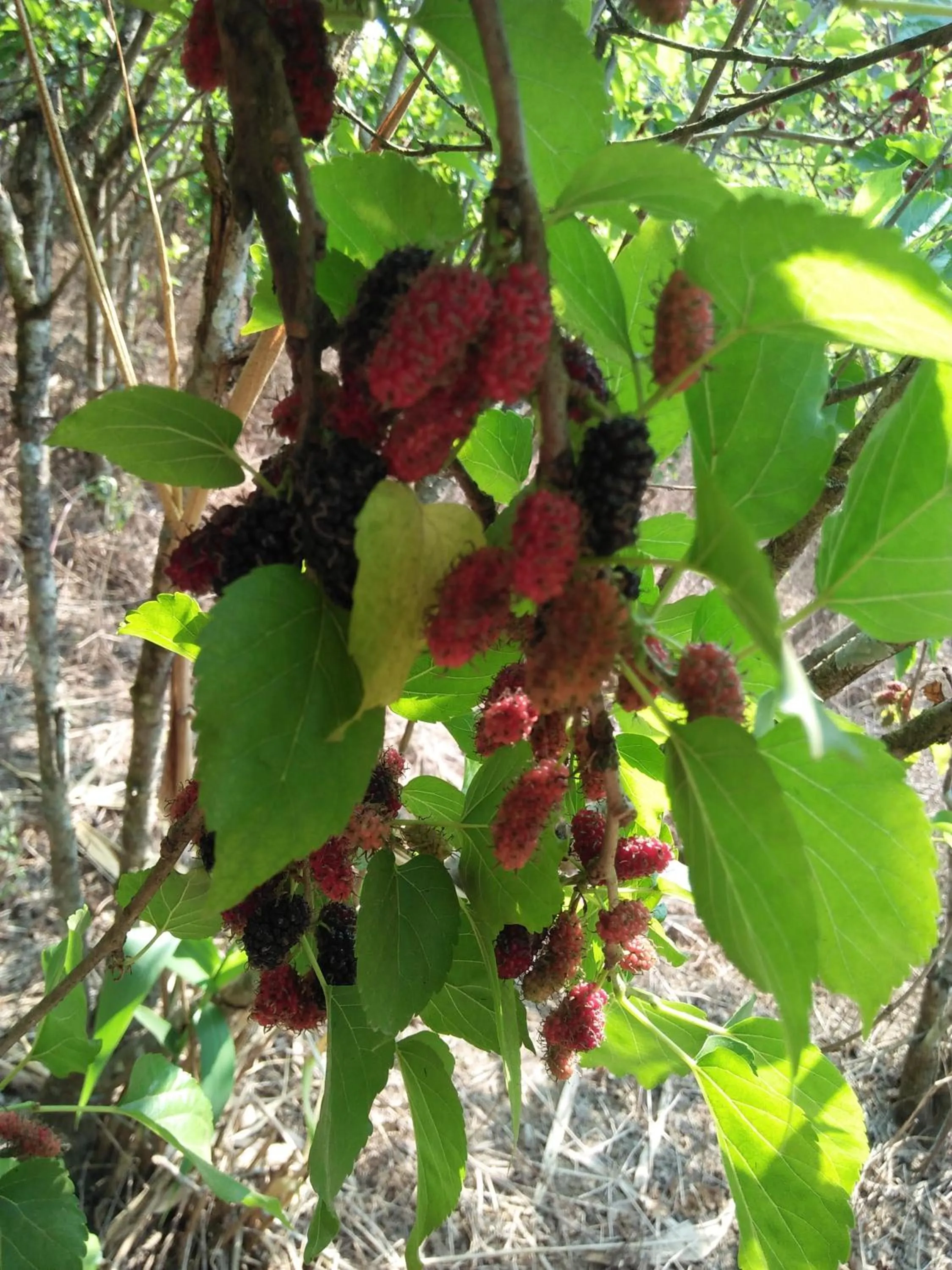 Mong Homestay Resort