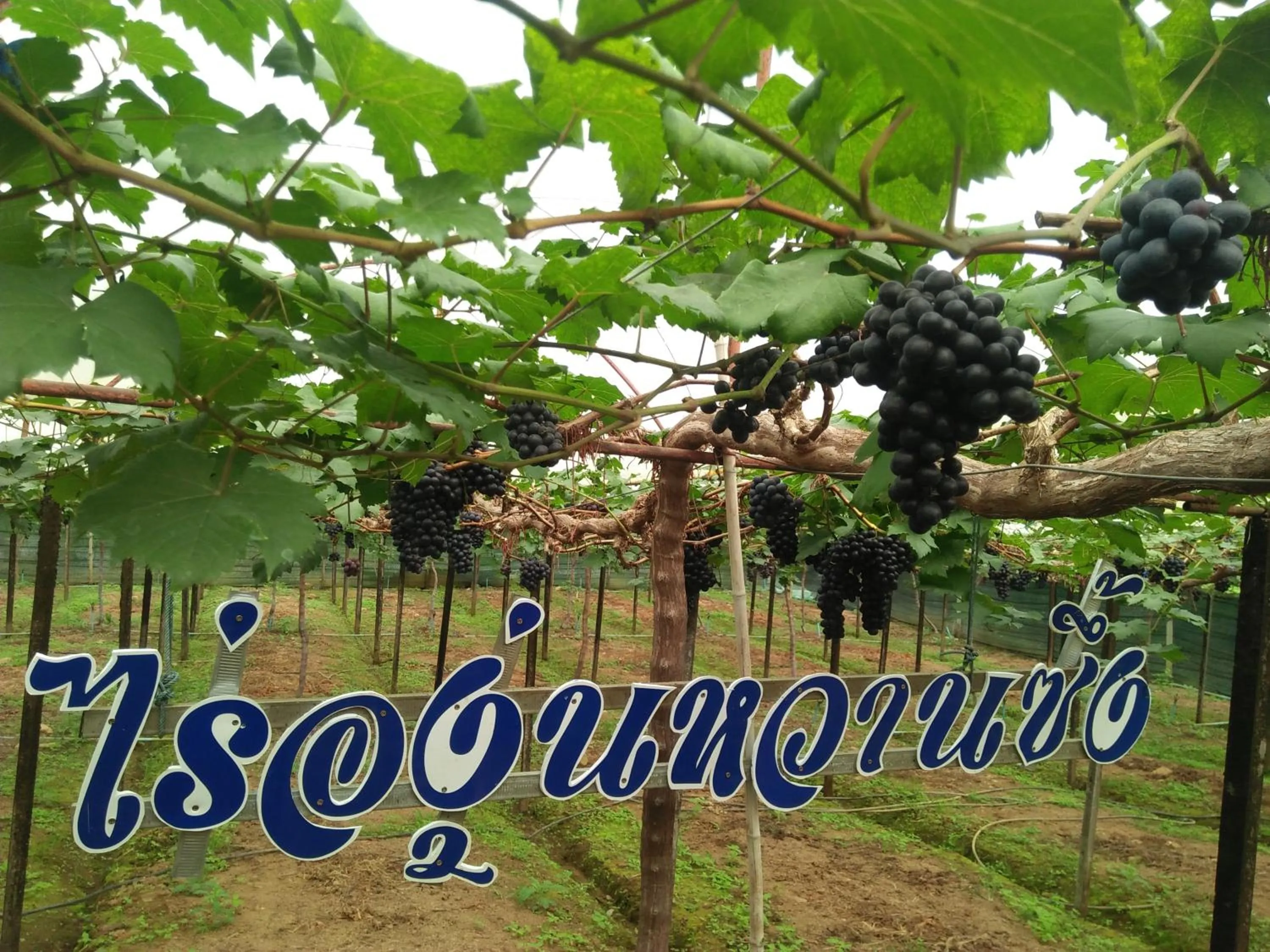 Mong Homestay Resort