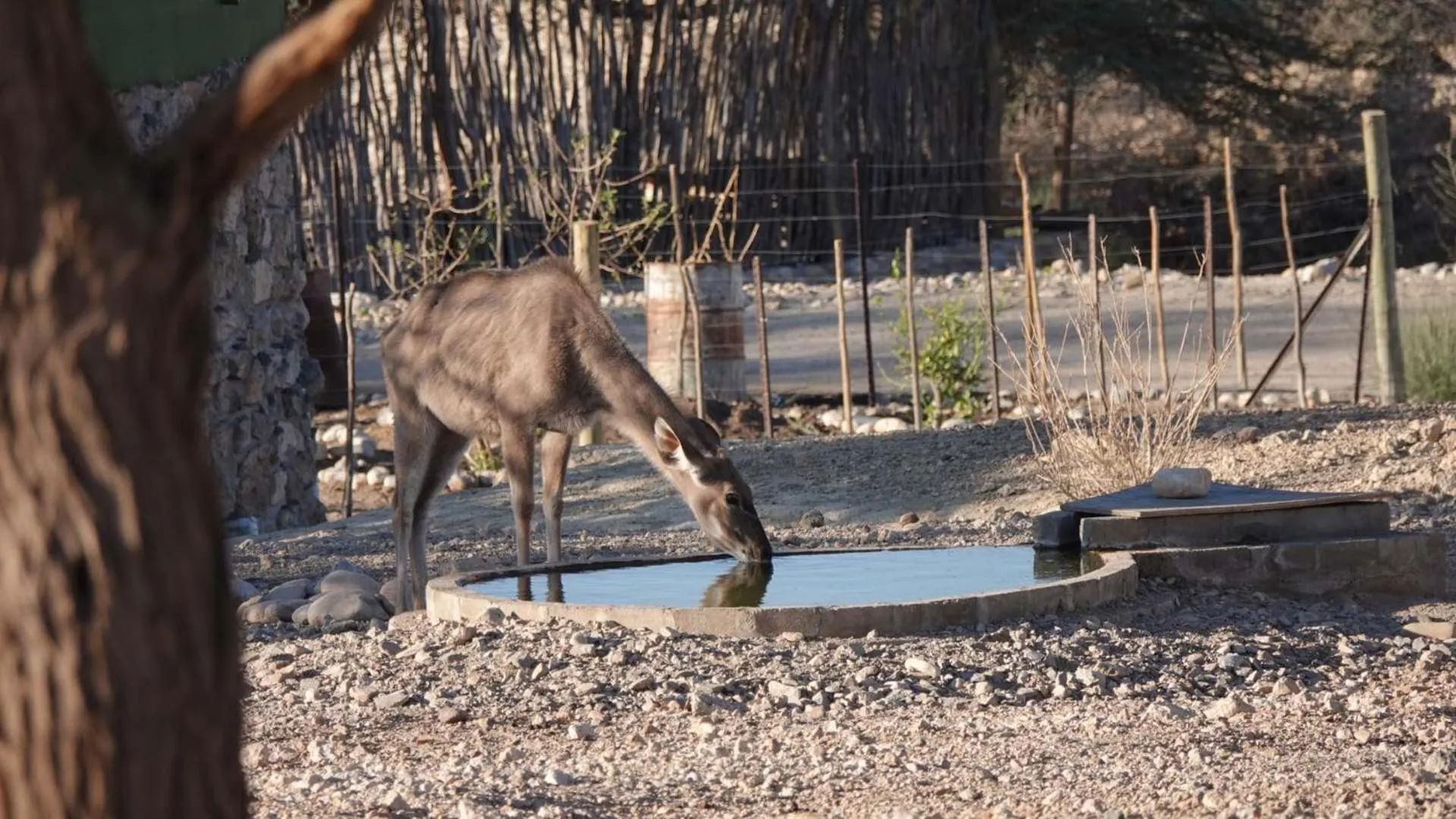 Animals in Agama Lodge