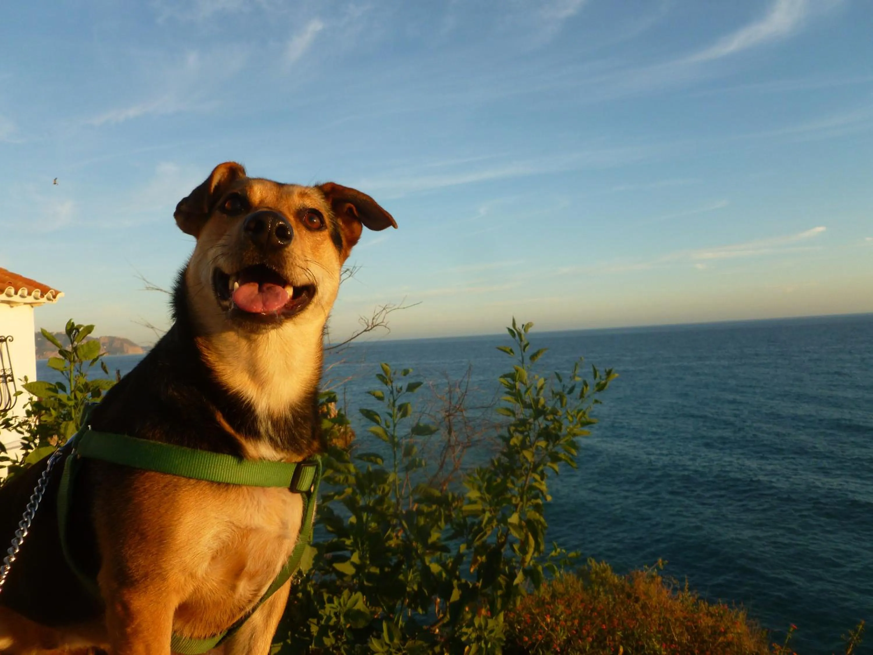 Pets in Hostel El Cascabel