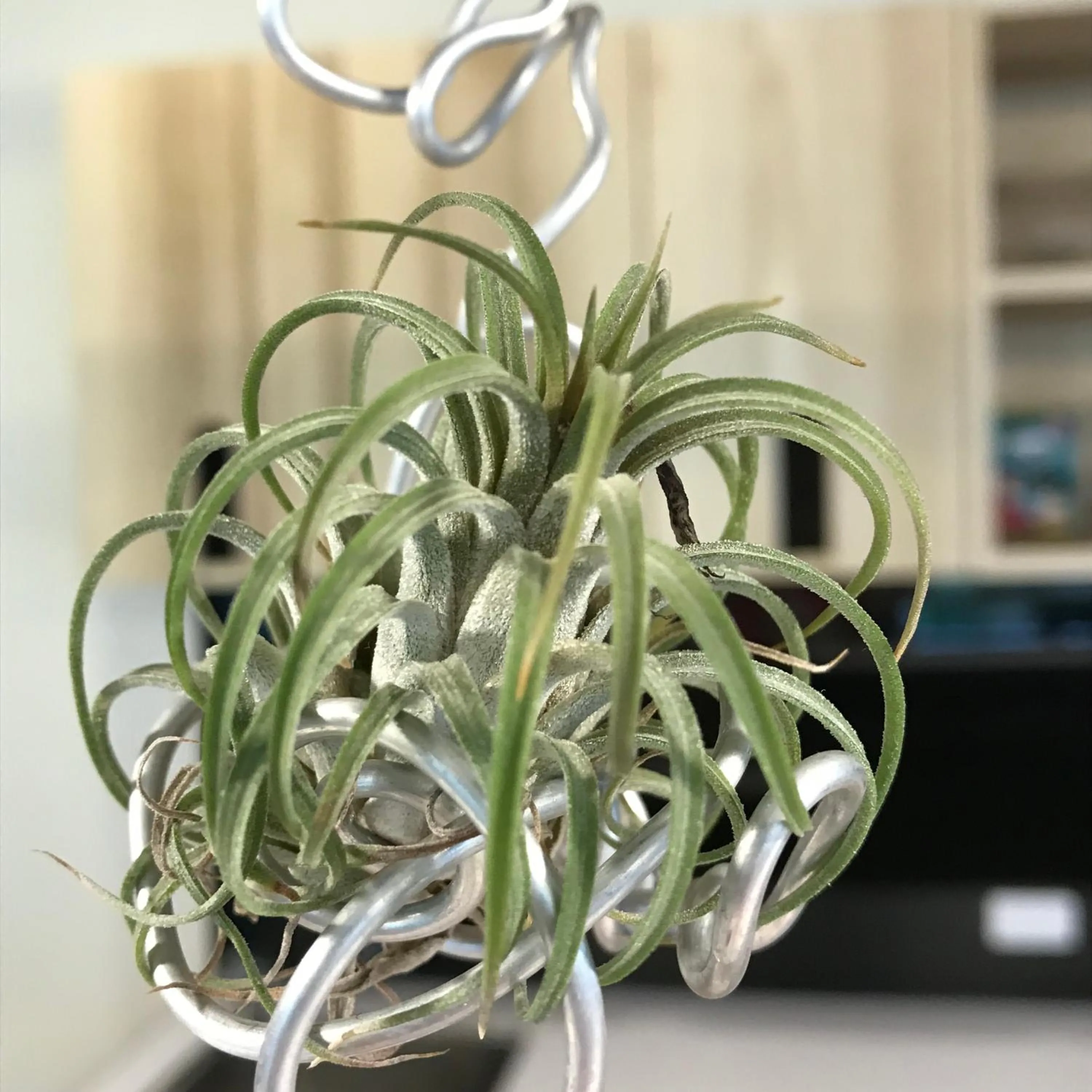 Decorative detail in Chi Chu B&B