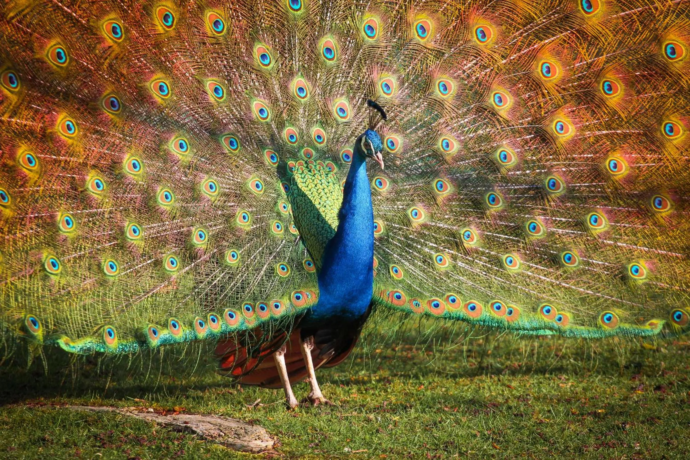 Animals in Ensana Splendid