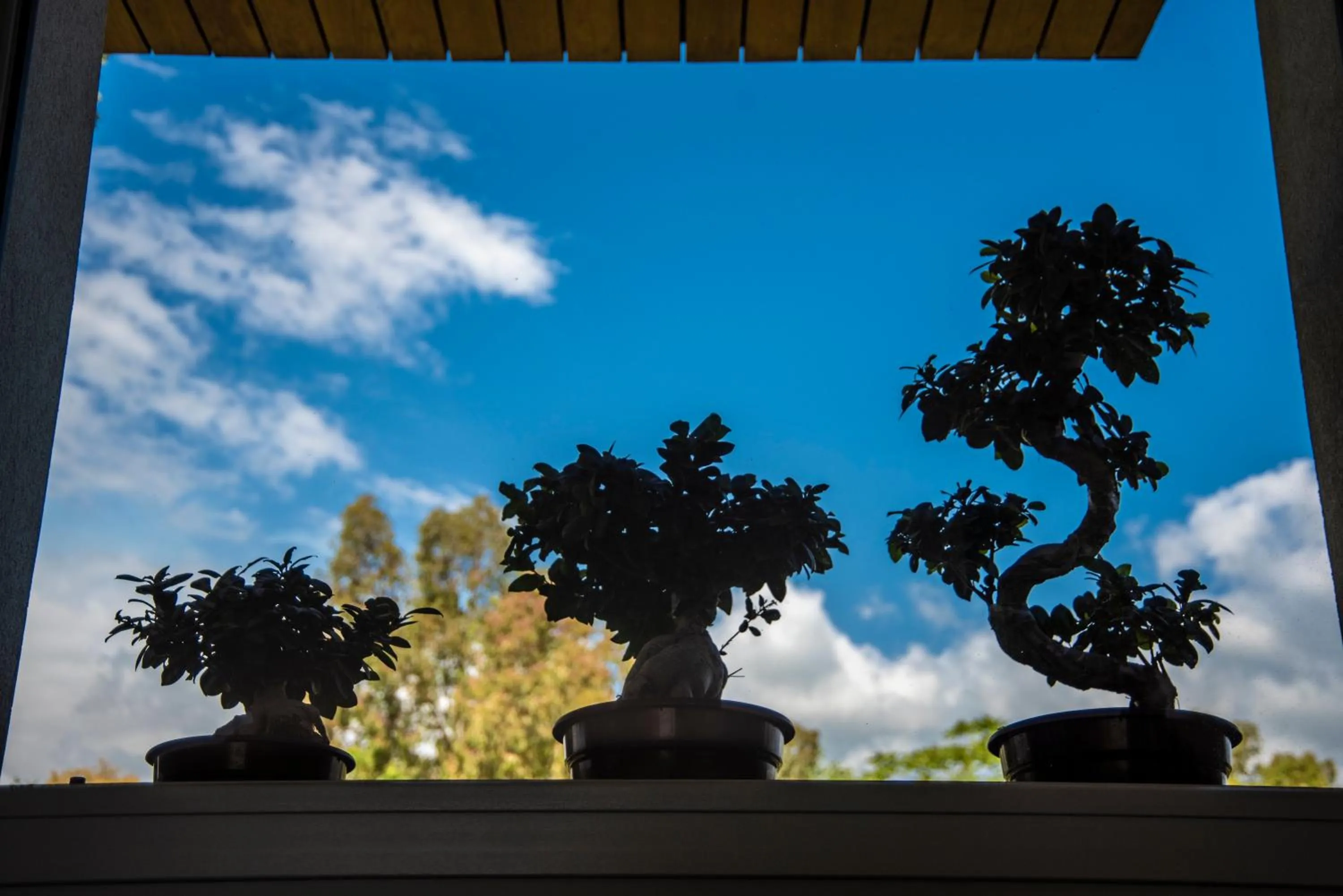 Garden view in AGRO Sicily